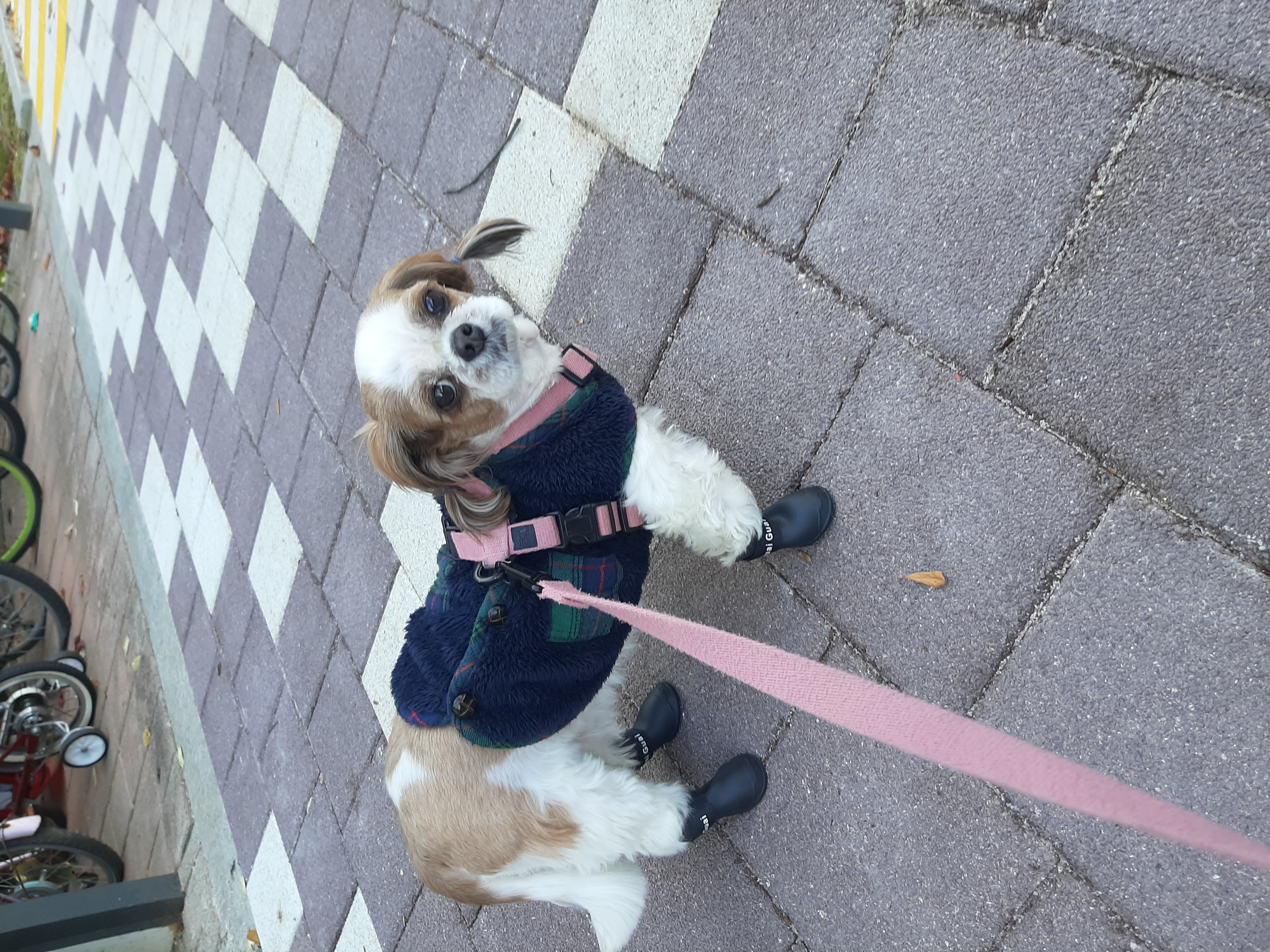 뽀야 예쁘게 잘 살고있어요