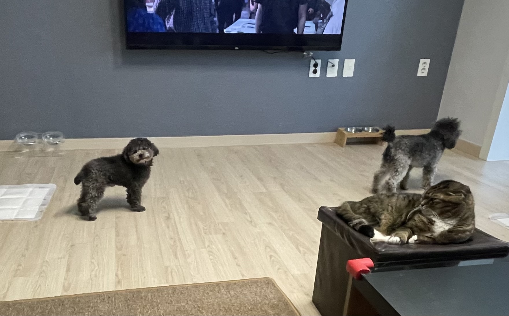 모리 입양 & 지그 임보_1개월차 후기입니다~