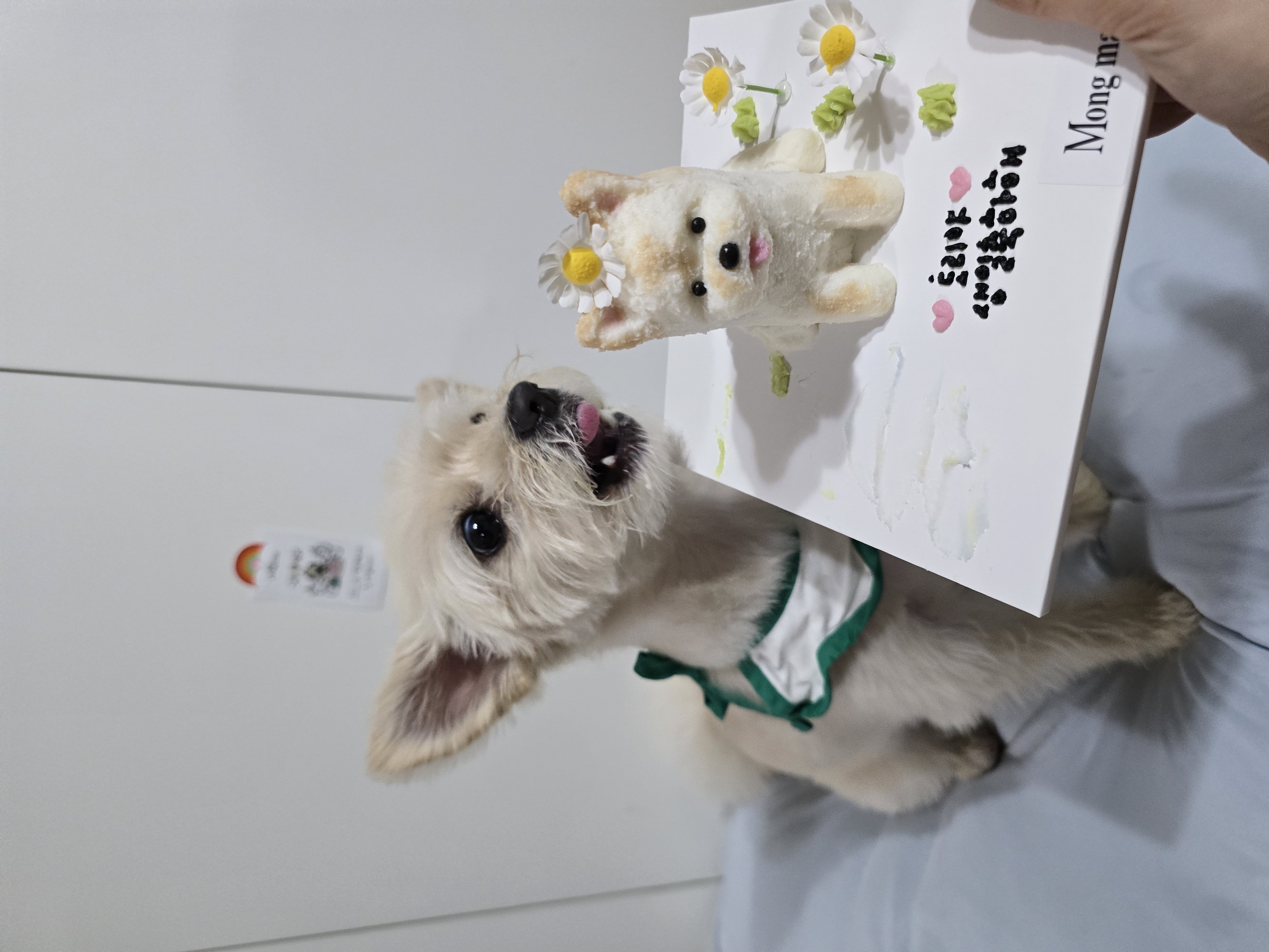 토리(소이)와 가족이 된지 3년이 되었어요:)