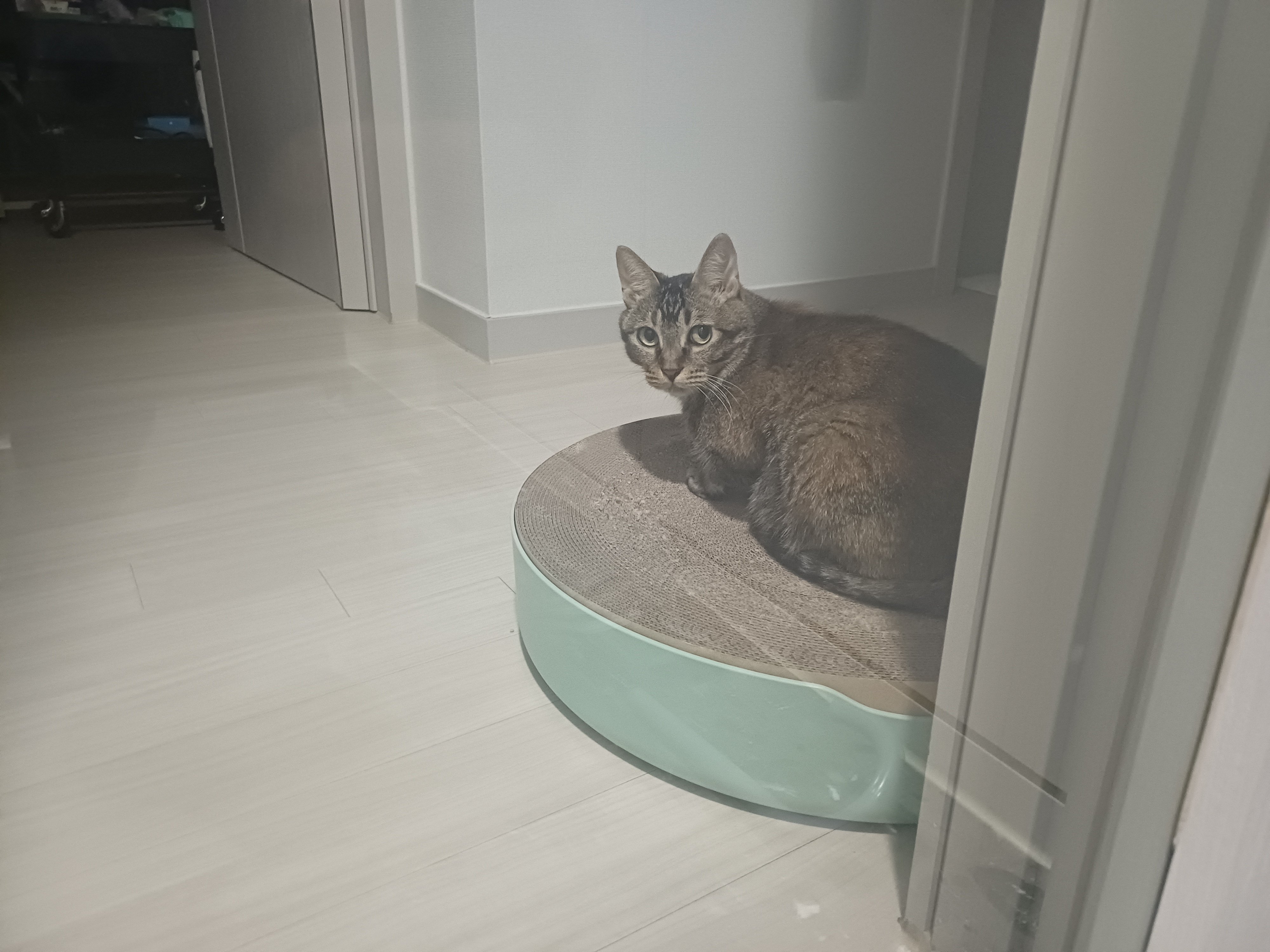 (현)후추 (구)마동이 3개월 됐어요~