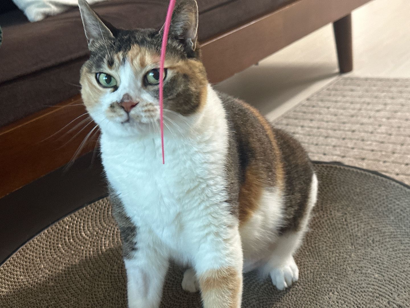 샹떼와 두 번째 여름을 나고 있습니다