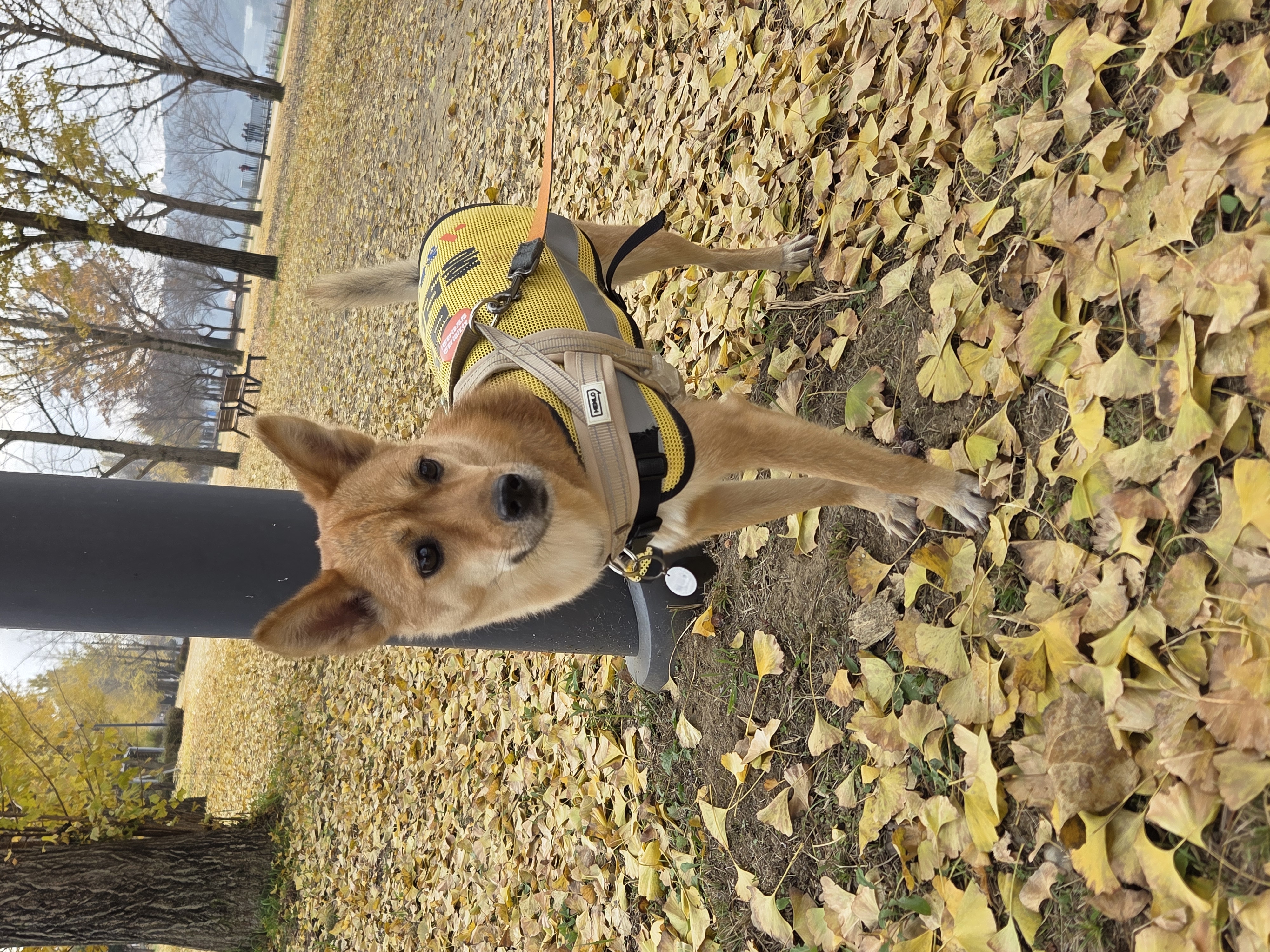 휘영이 입양 1년 후기