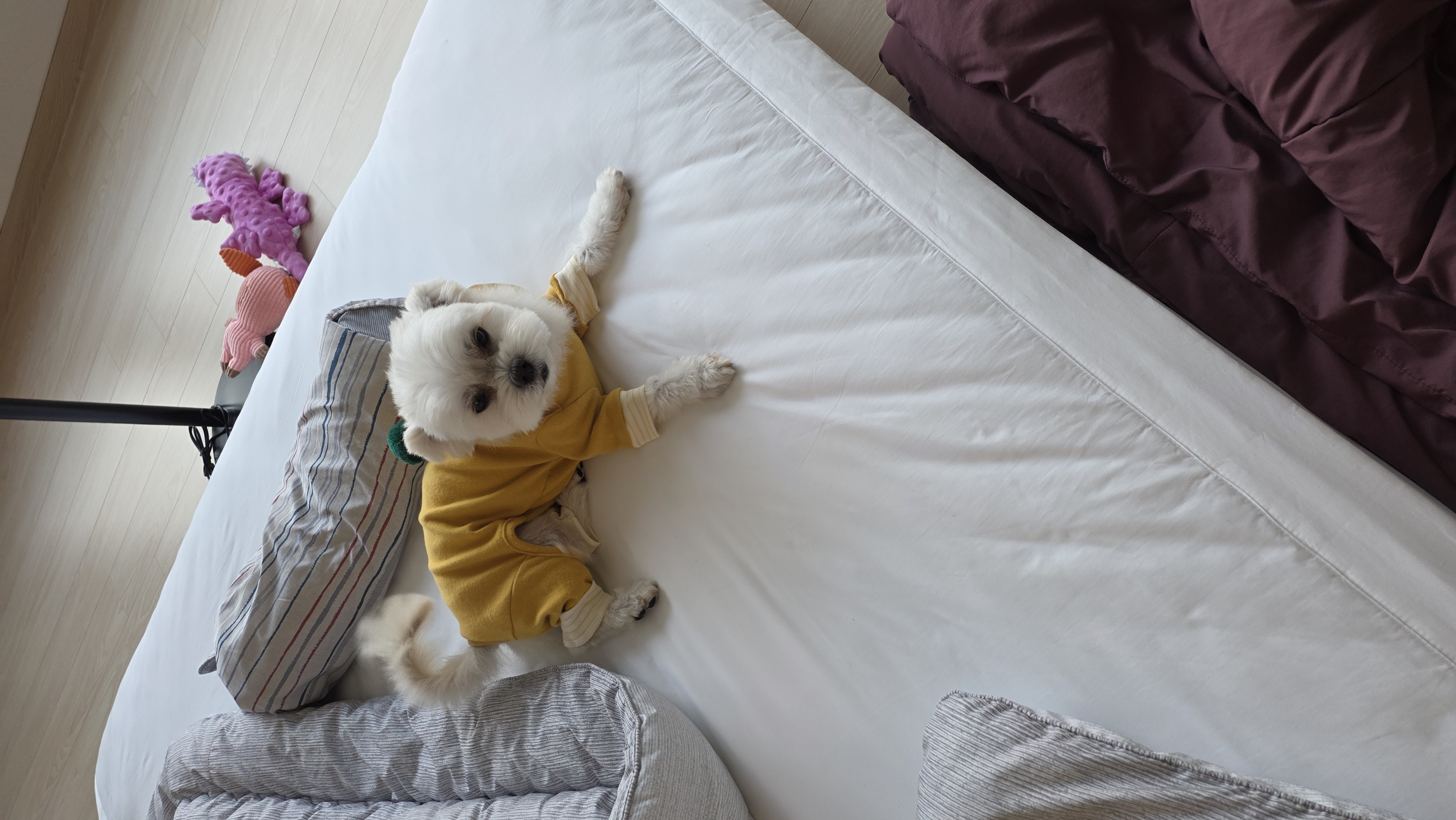 샤넬(구 아자)볼보(구 양삼)