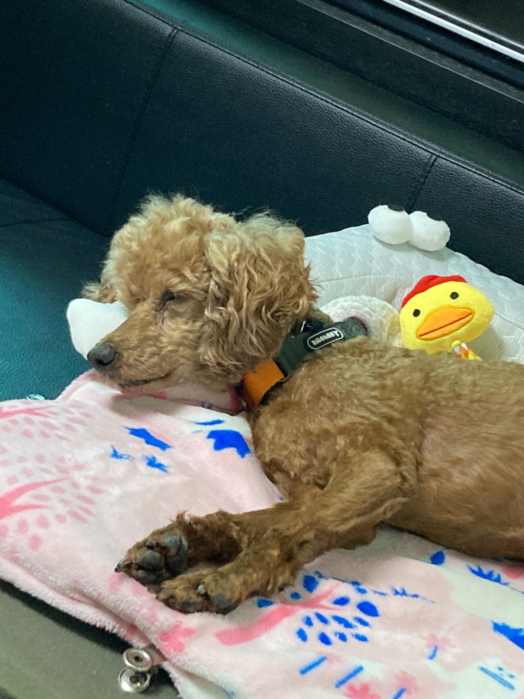 안녕하세요 보사가 왔어요 ~