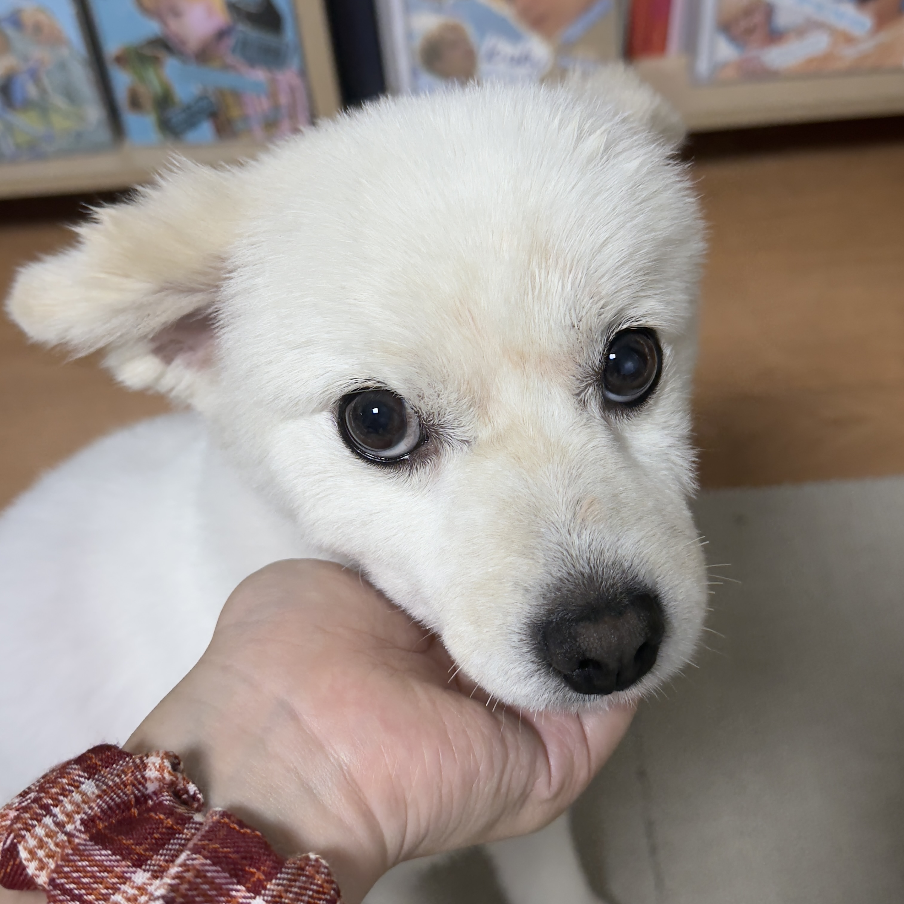 (구)머피 (현)가루 이제 이 강아지는 제껍니다.