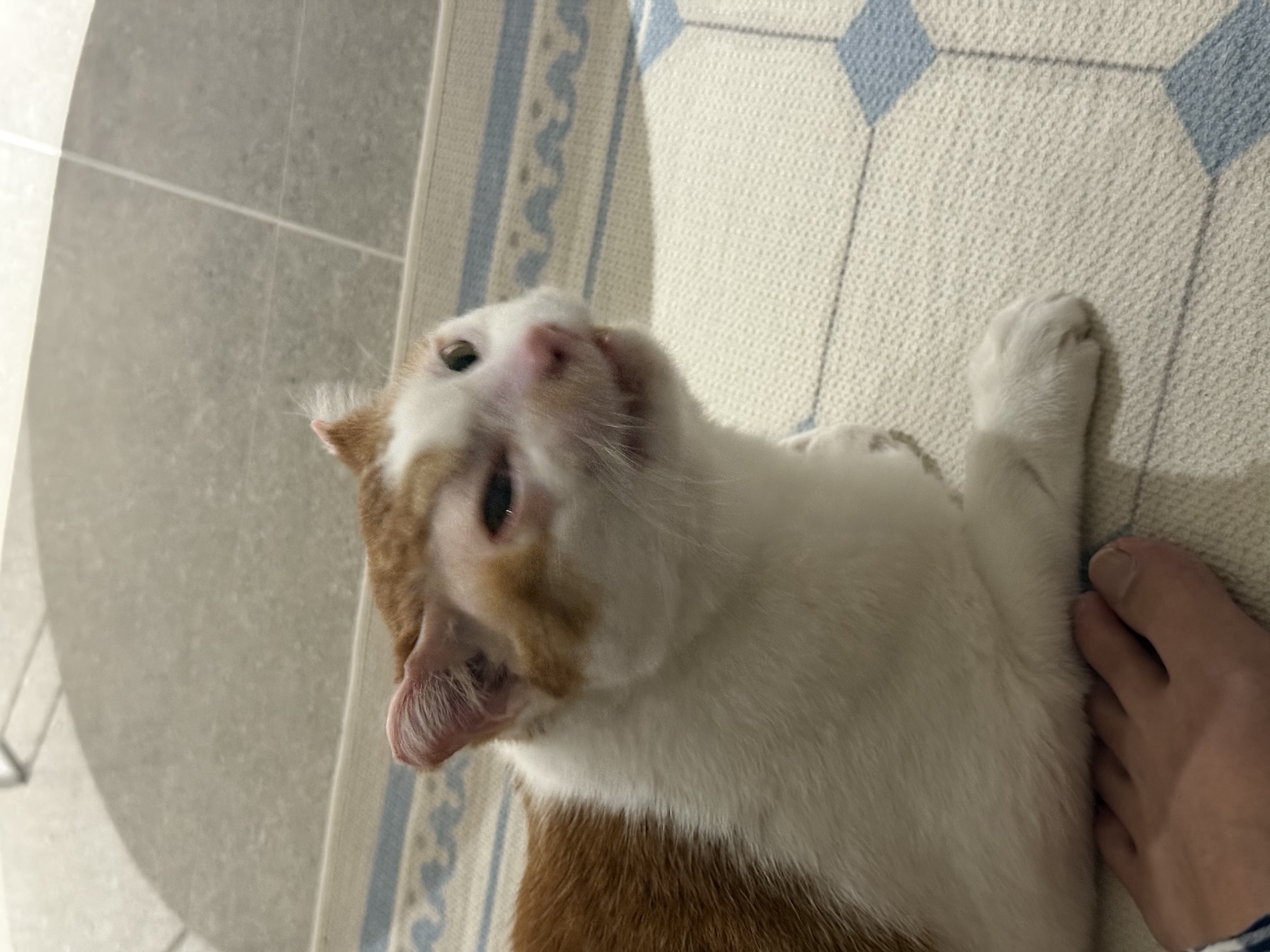 온샘이 입양 후기!