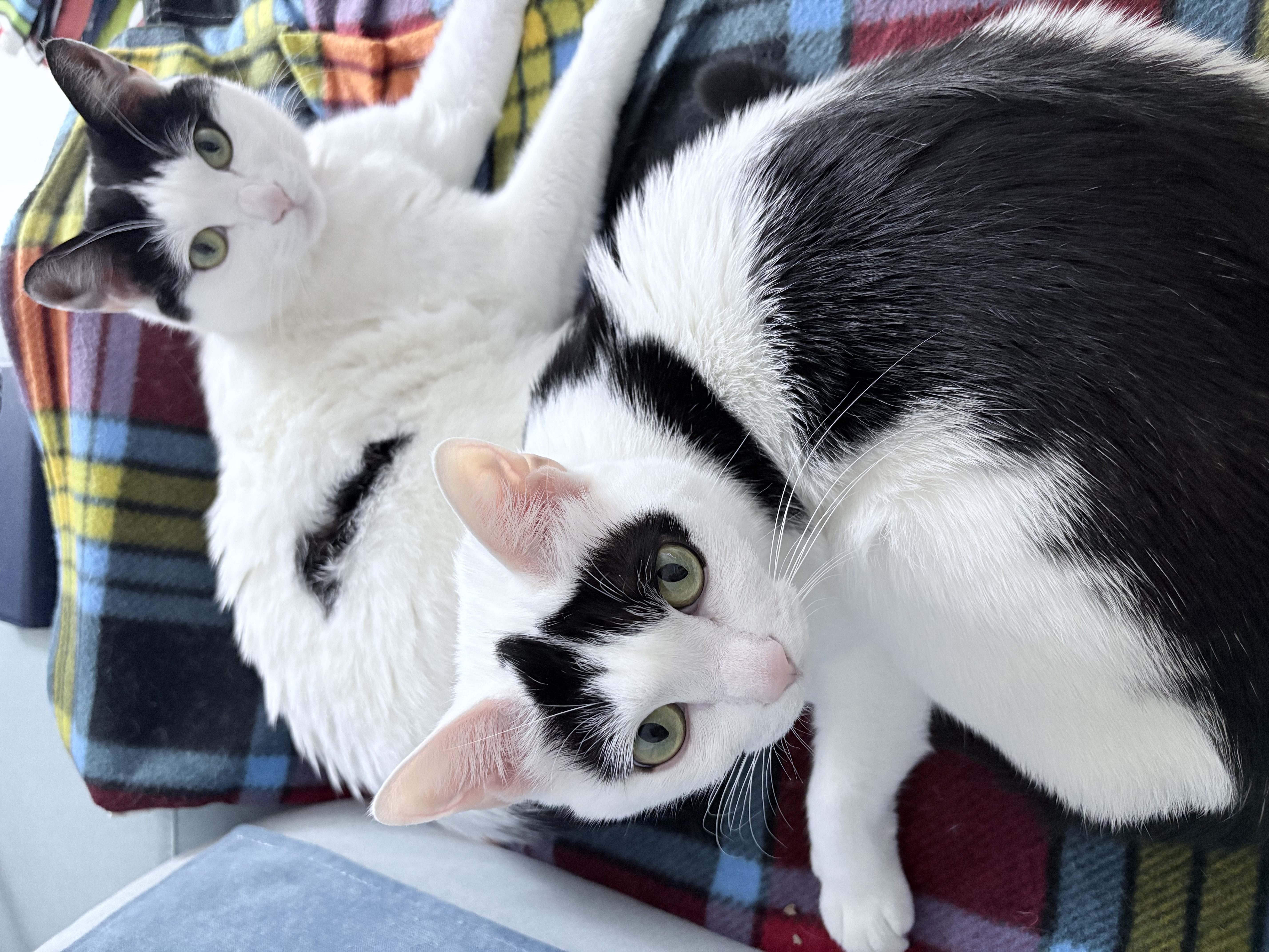 하니영이 입양 벌써 5년