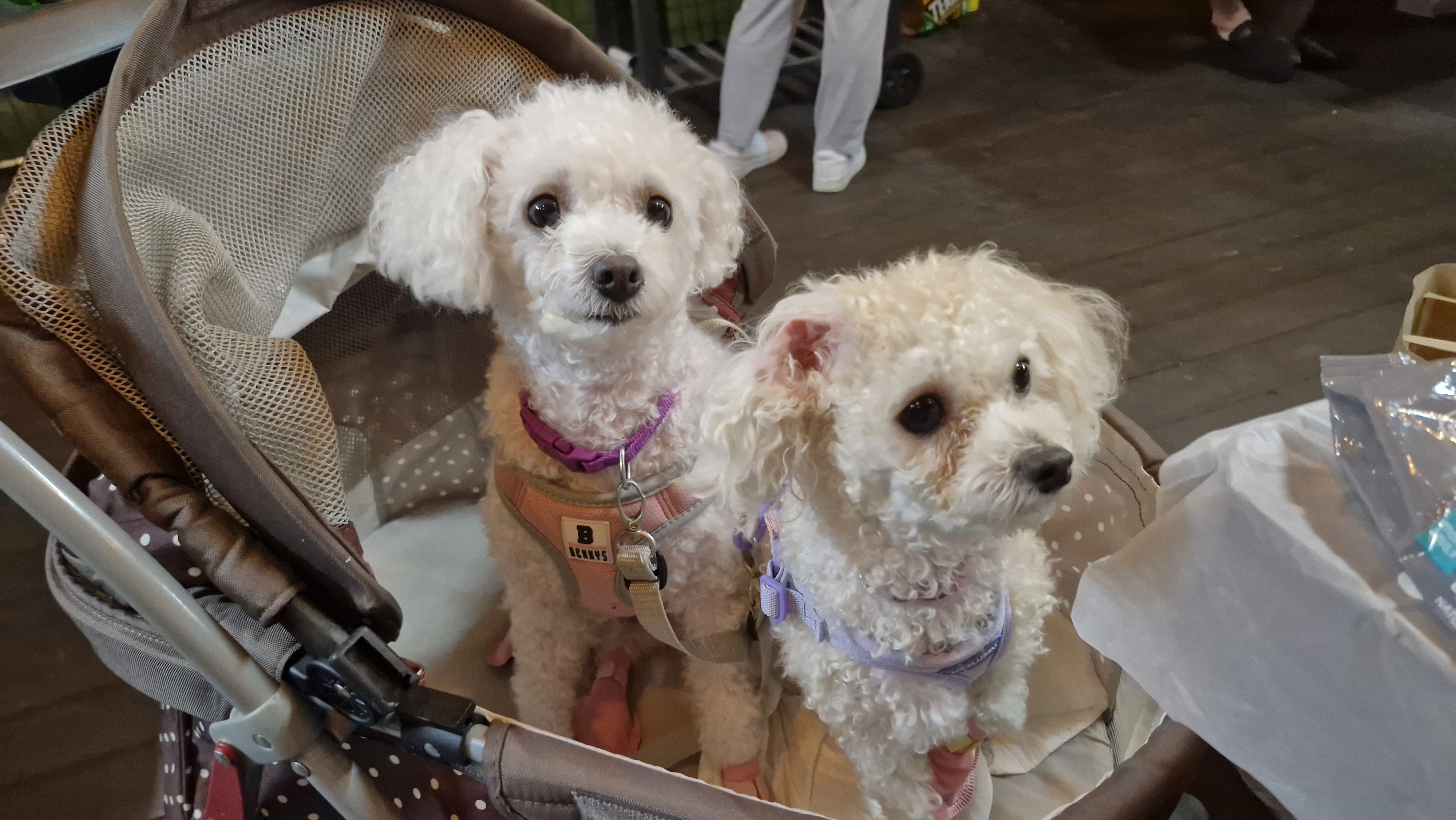 루아(구 양양이)가 가족이 된지 2년 되었어요.