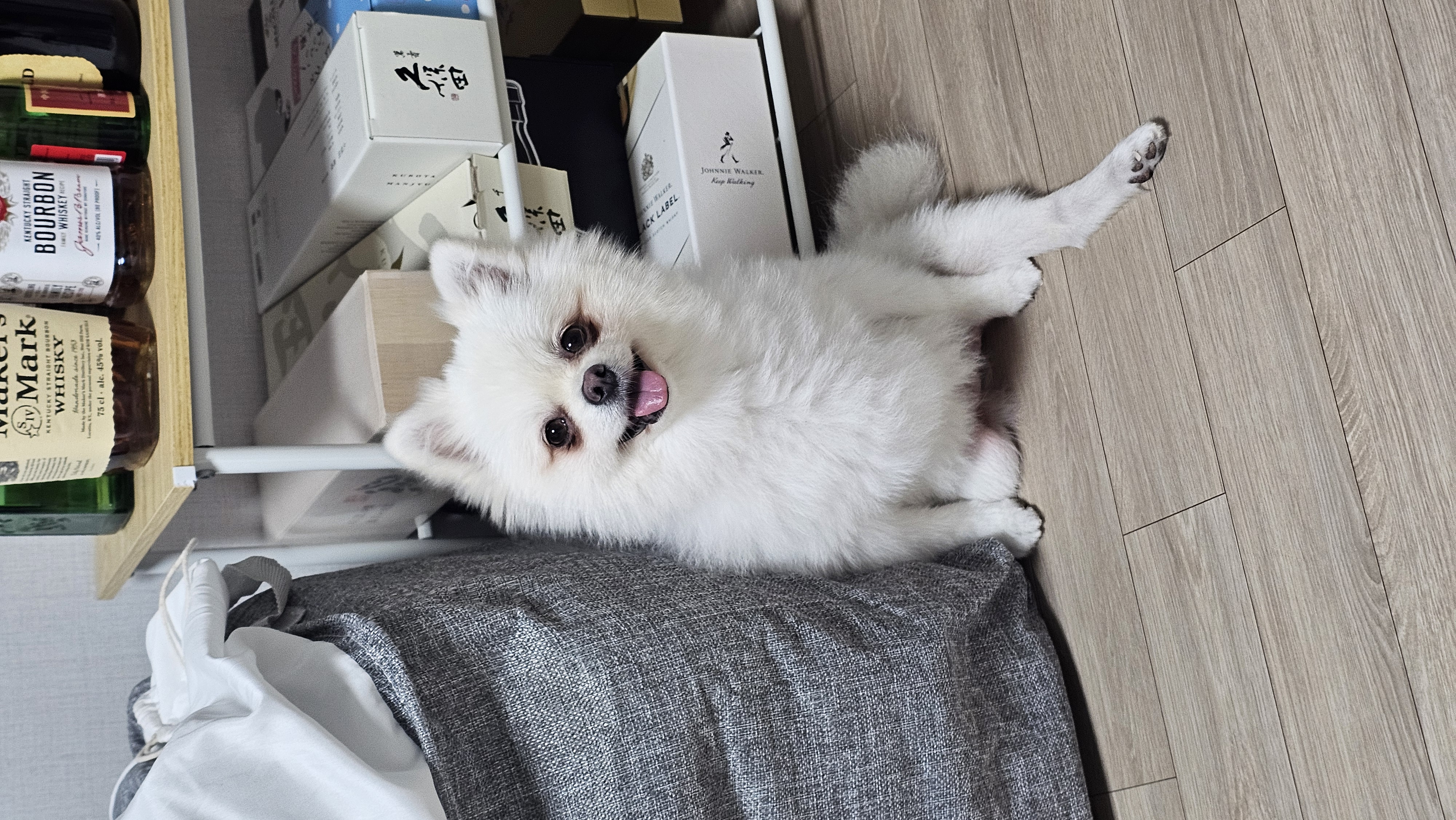 보아랍니다