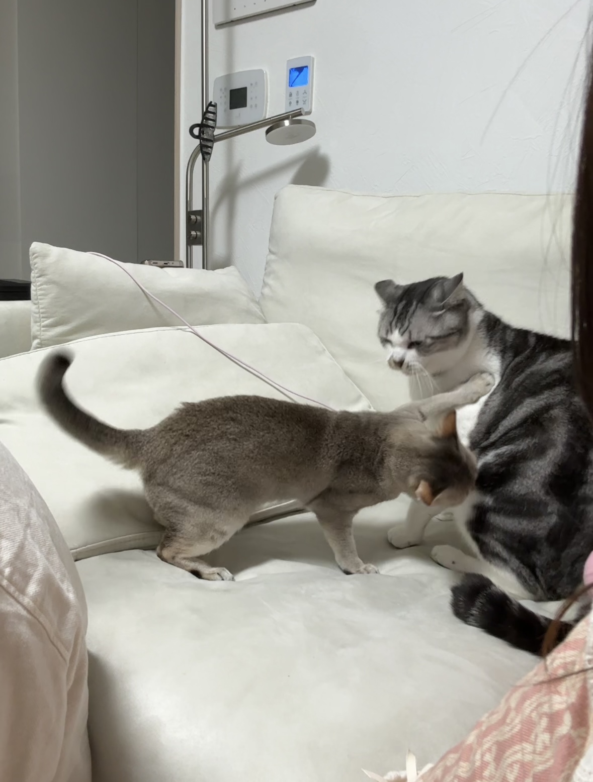 보리(순이) 입양 3개월 차 후기 !