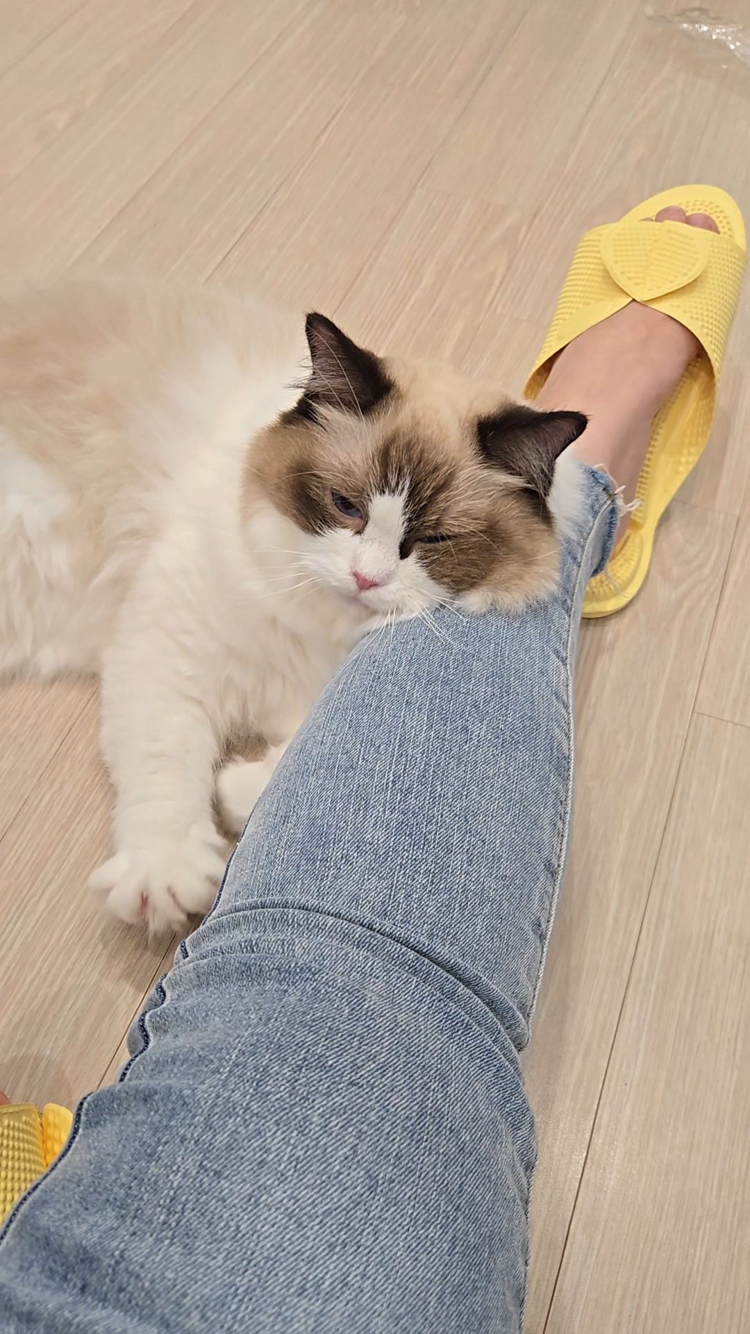 미야오(마시) 입양 : 1주일 차