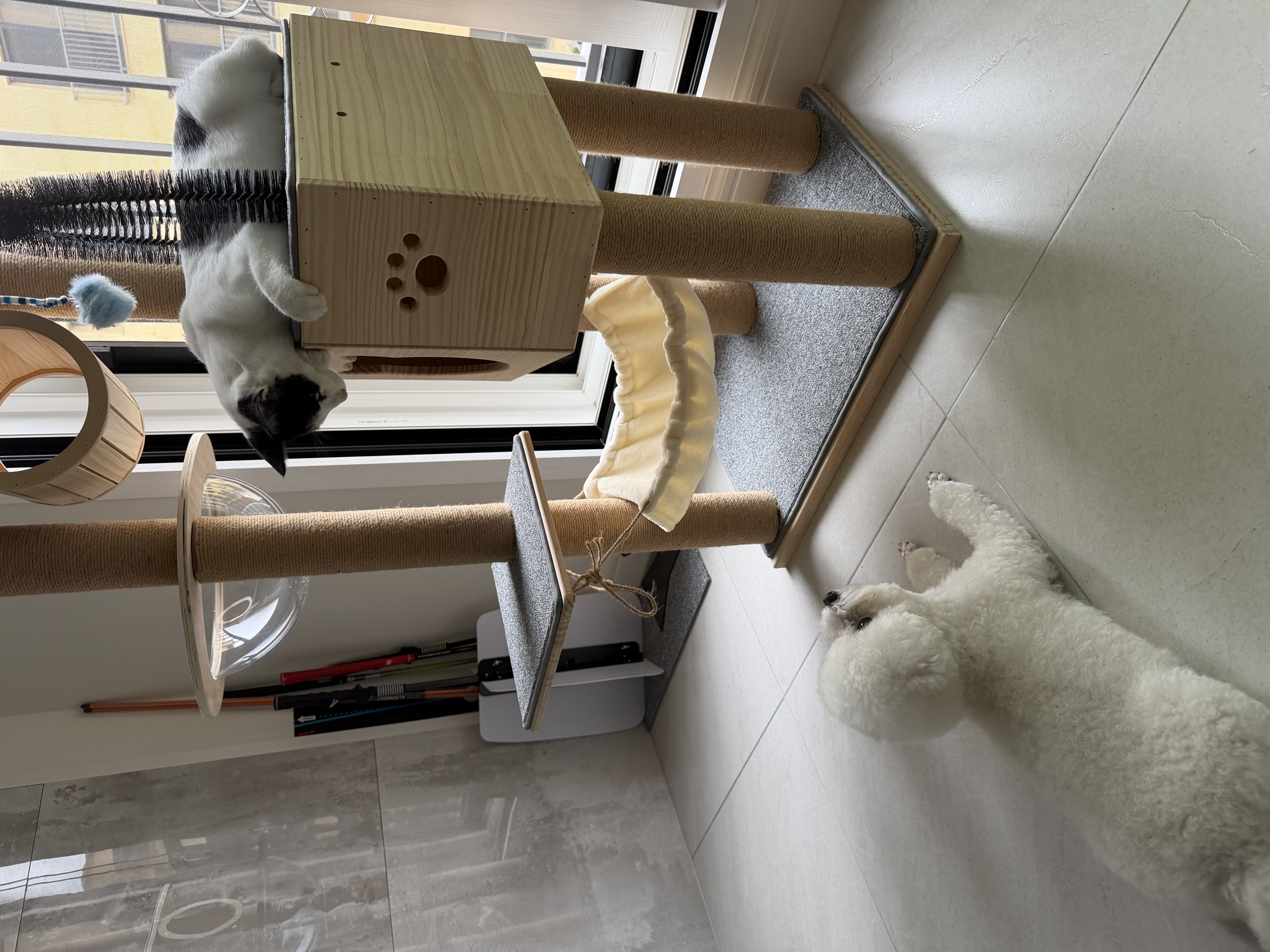 콩설이(조이) 근황입니다~