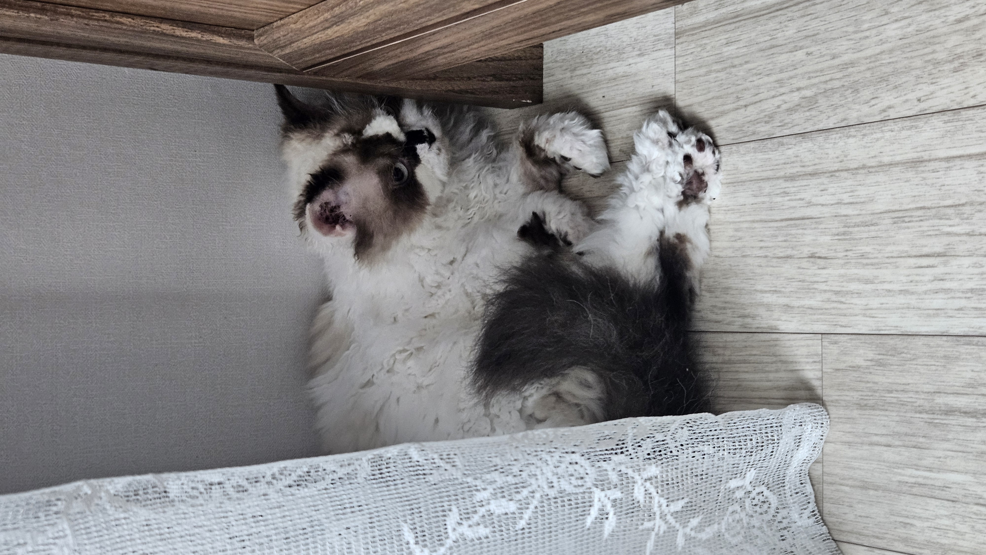 구 꾸꾸 현 레몬 입양 한달 차 후기입니다.