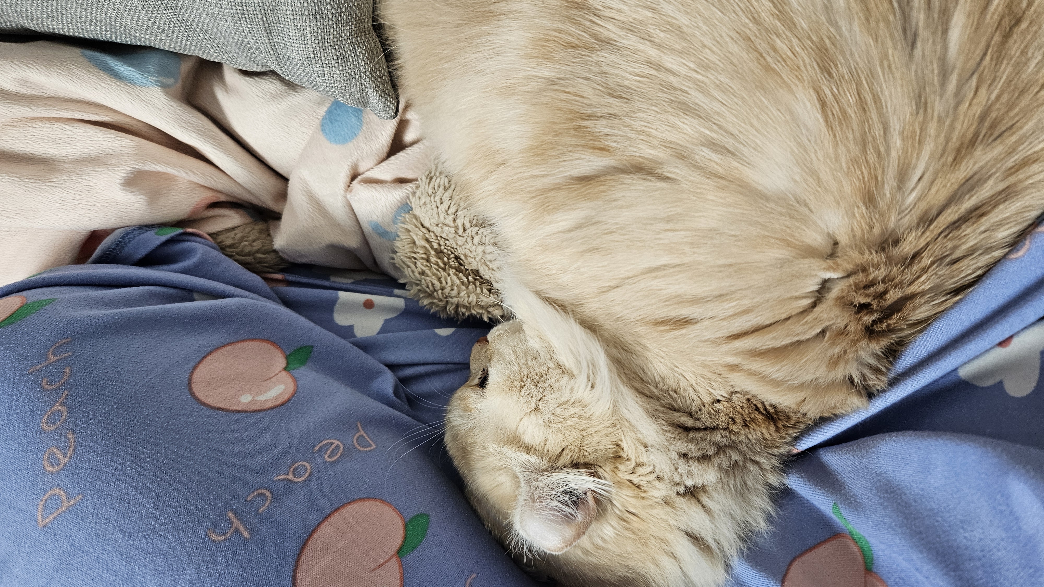 구 먼치 현 르네. 가족 된지 2년이 되었어요!