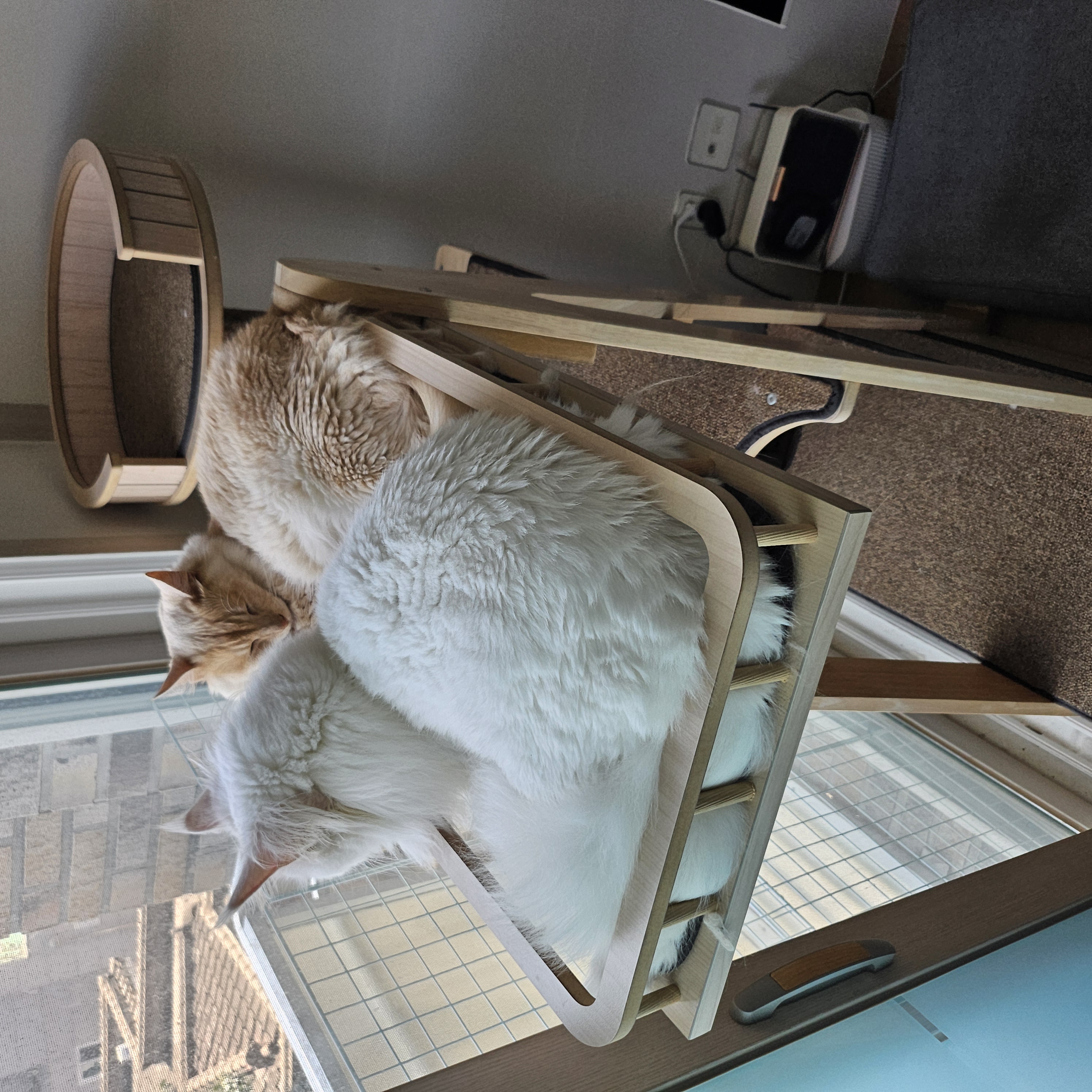 쟈냐깨냐(이순이 모이) 근황