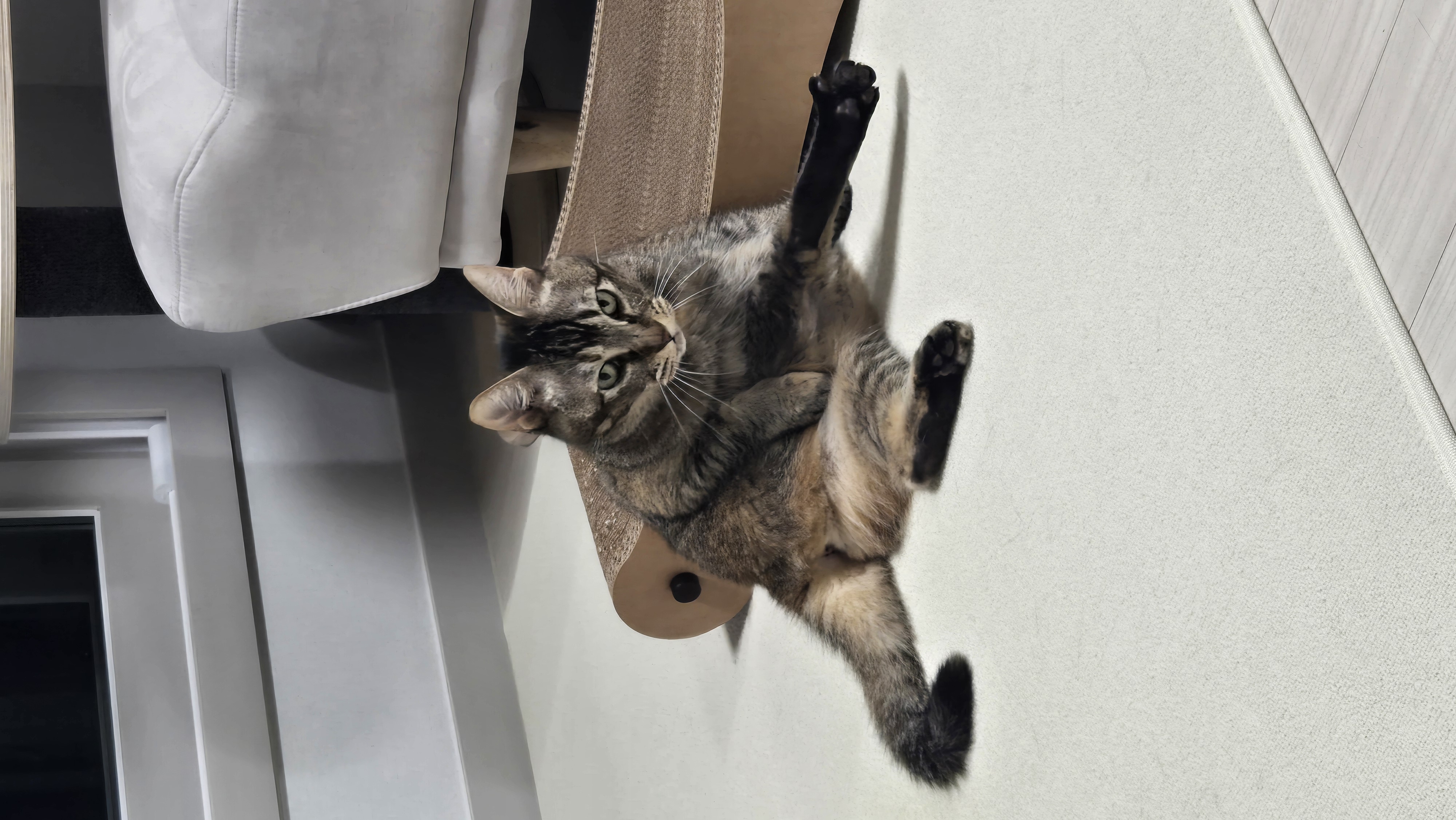 (현)후추 (구)마동이 3개월 됐어요~