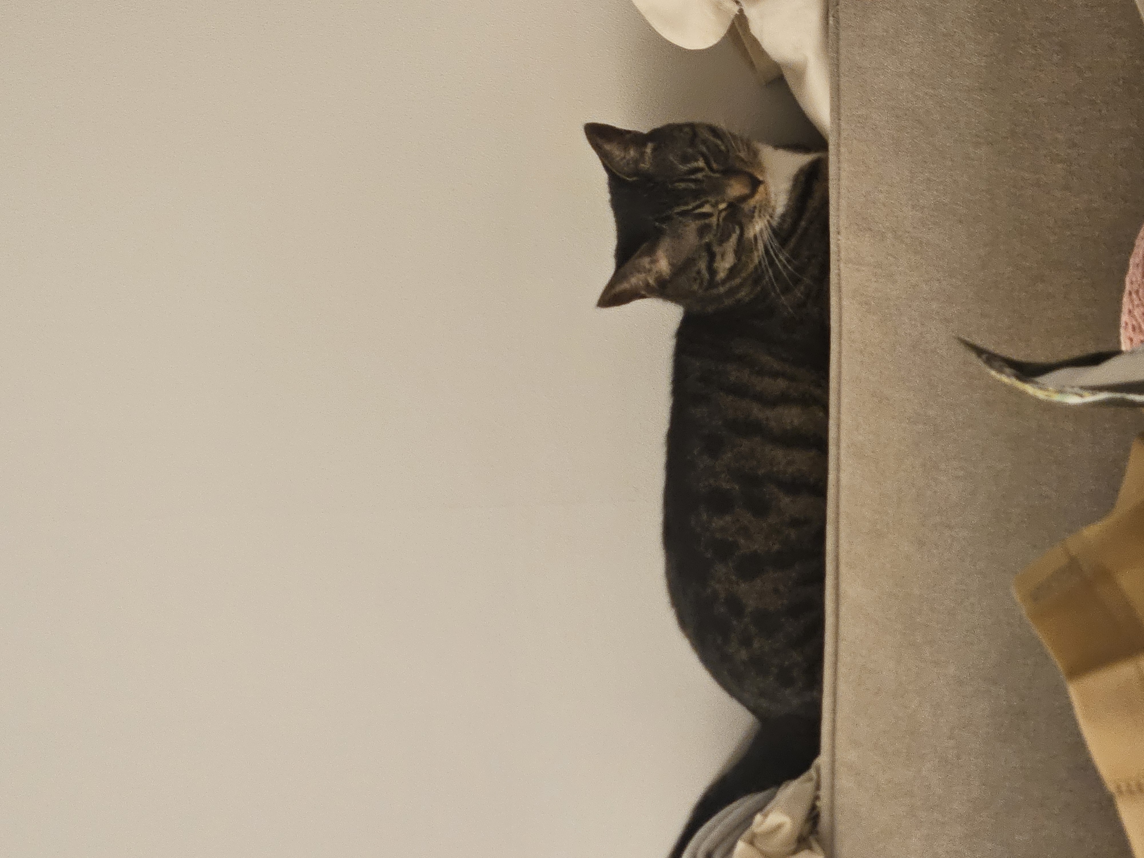 나린이(현 다미) 입양 2년차 후기