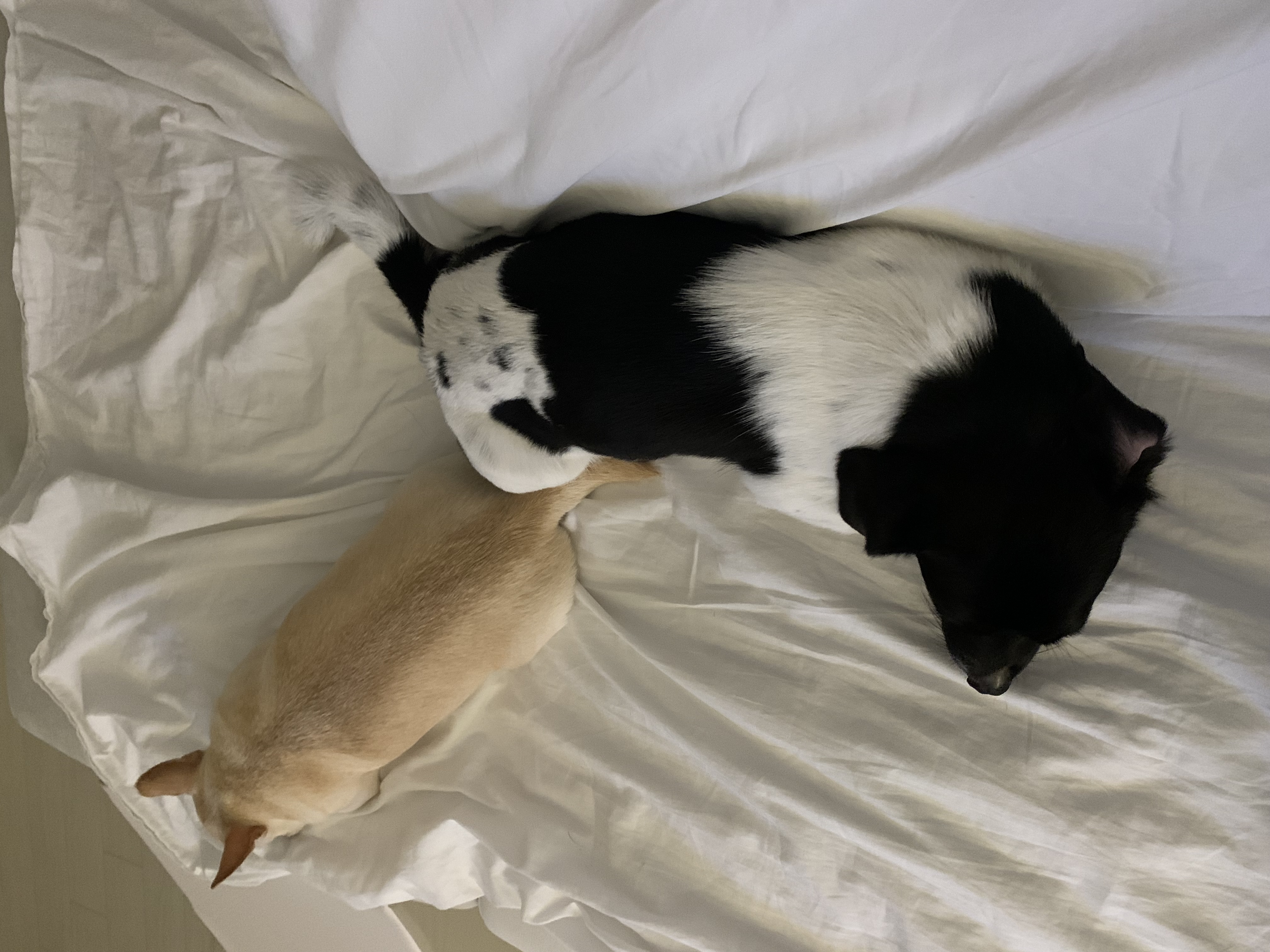 새숨이 입양전제 임시보호 한달차 후기