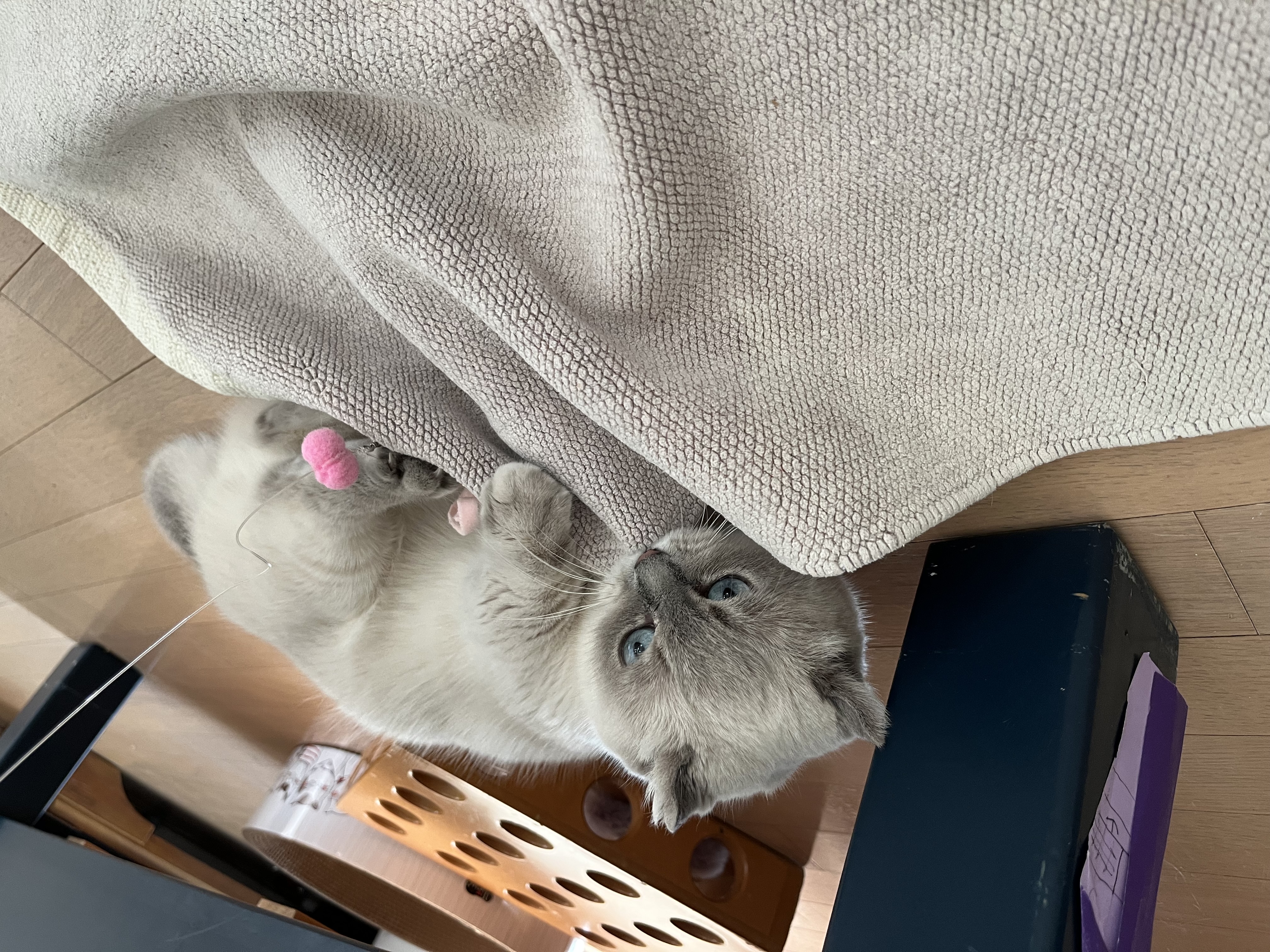 버찌(하츄)와 함게한 3개월입니다