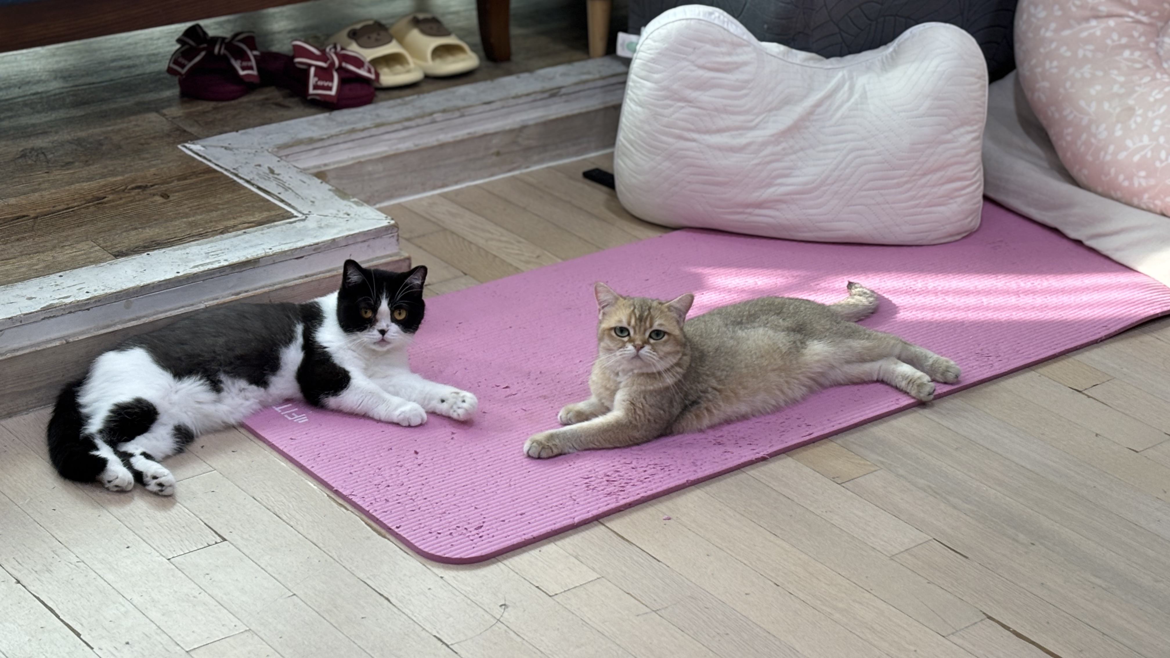 따랑스런 쩨리와의 동거 한달차~~~~