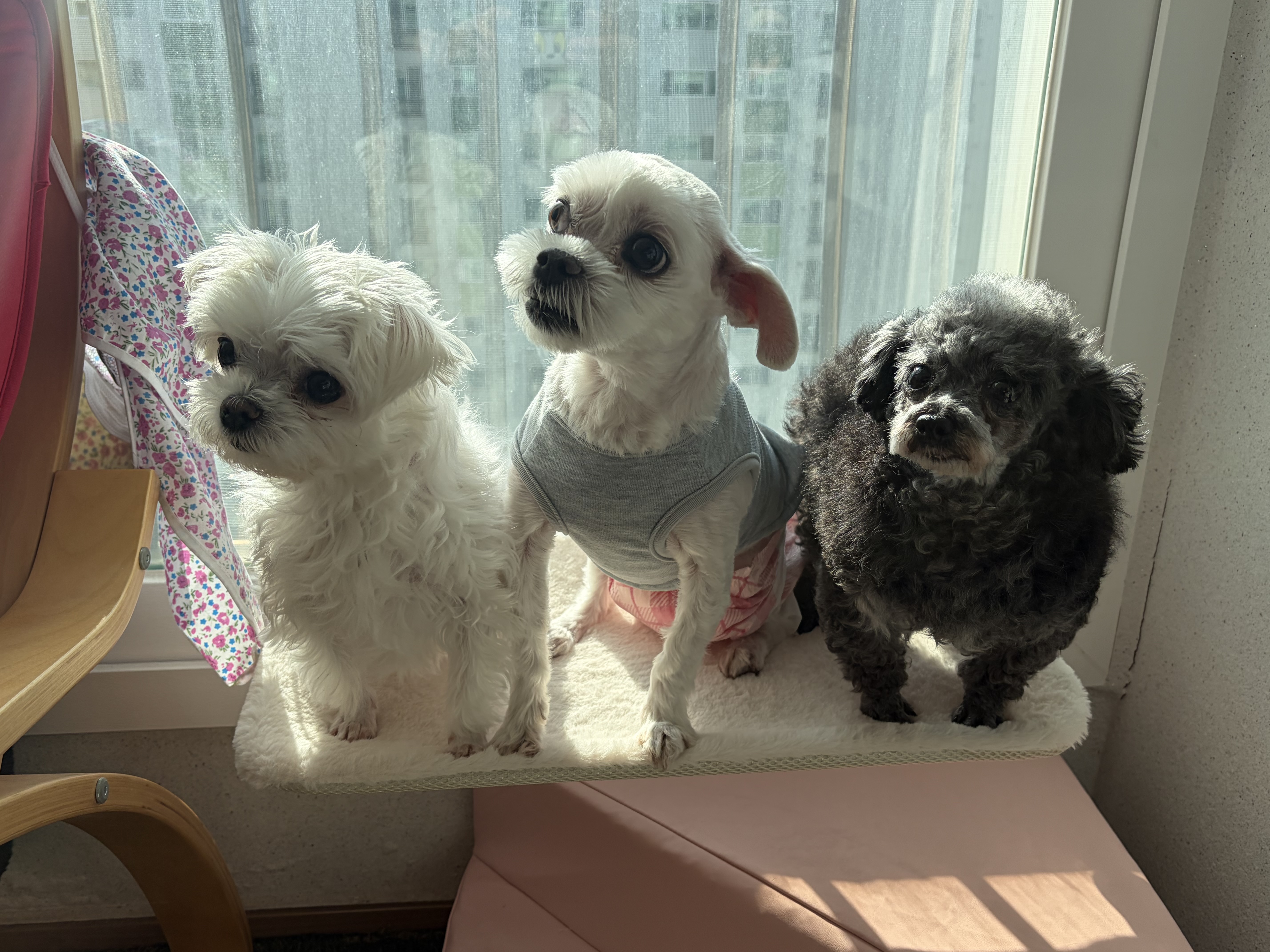 올해가장 잘한일 우리가족 콩자♡