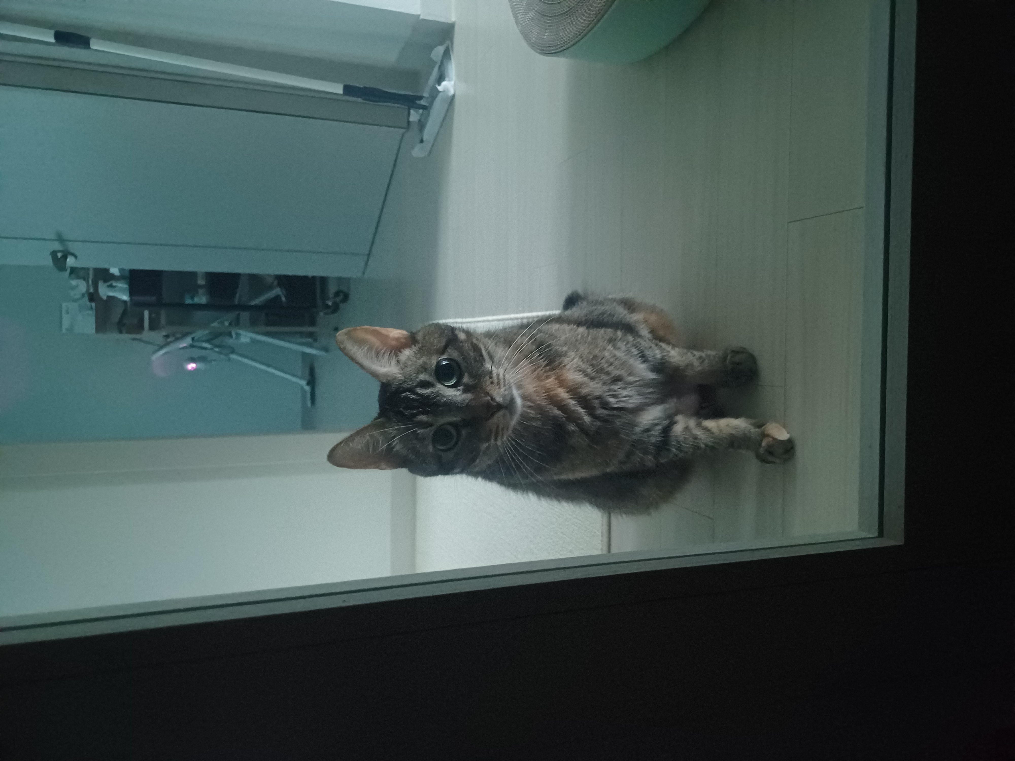 (현)후추 (구)마동이 3개월 됐어요~