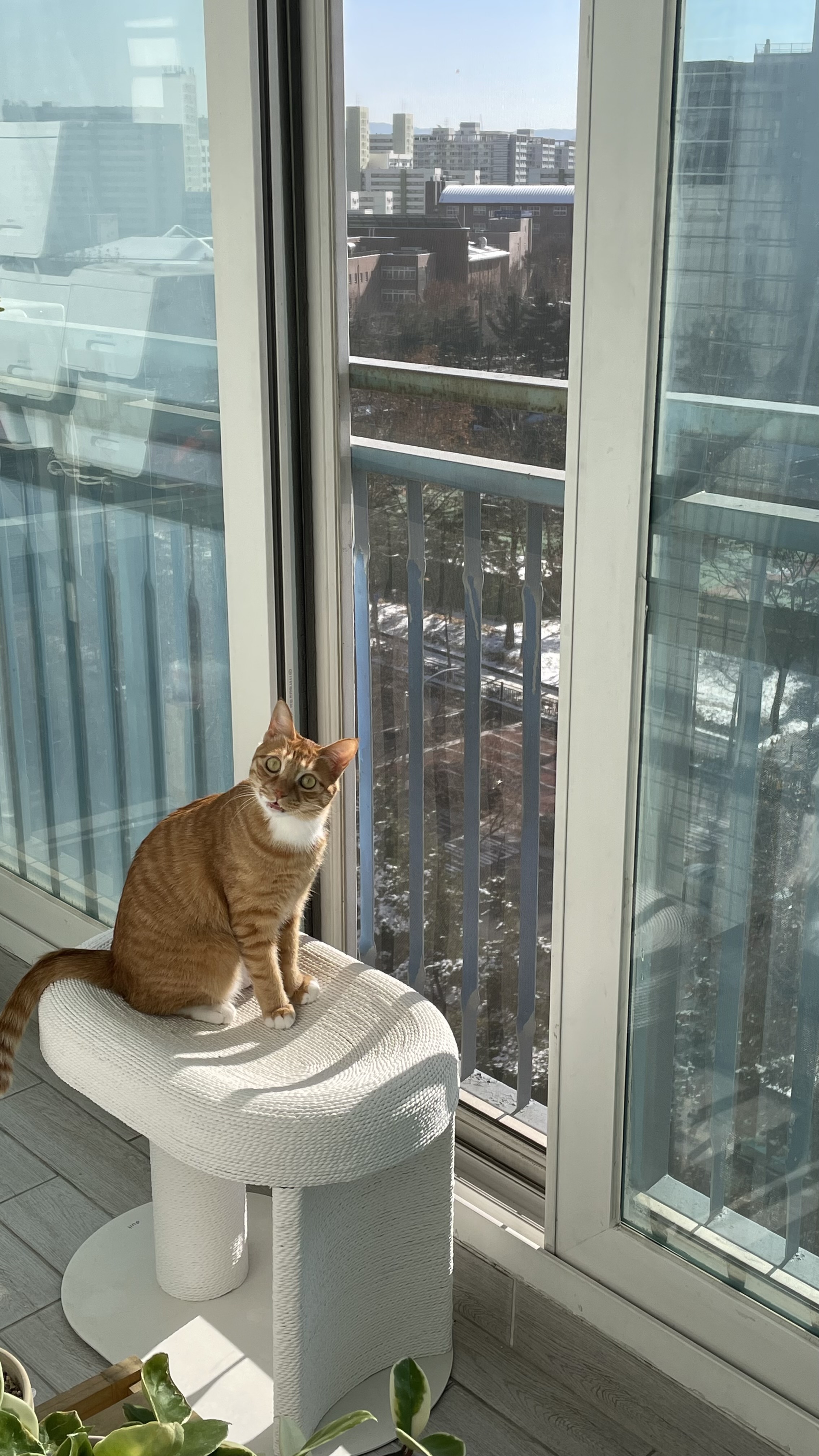 금비(다해) 입양 3개월 넘은 후기