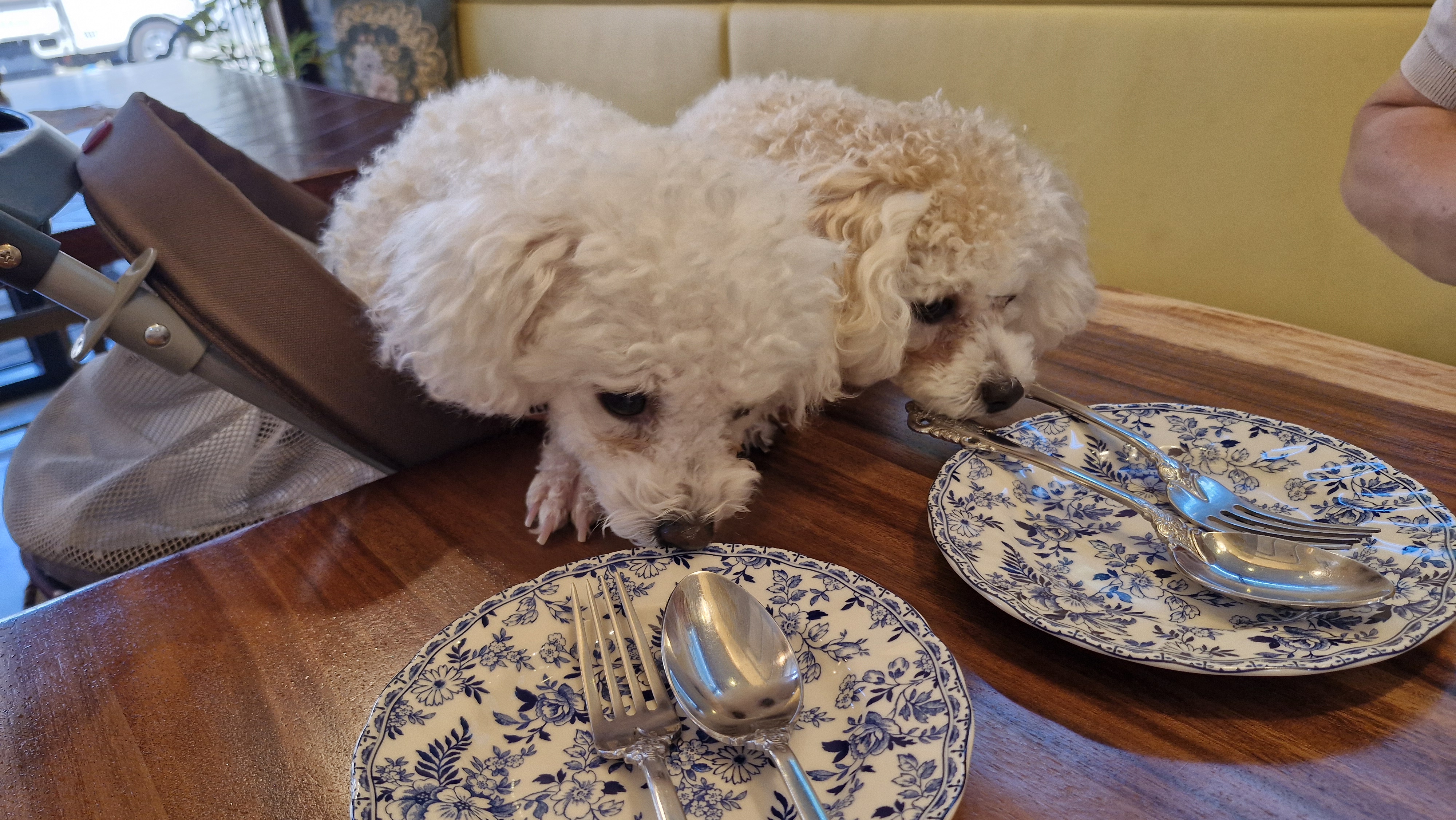 루아(구 양양이)가 가족이 된지 2년 되었어요.