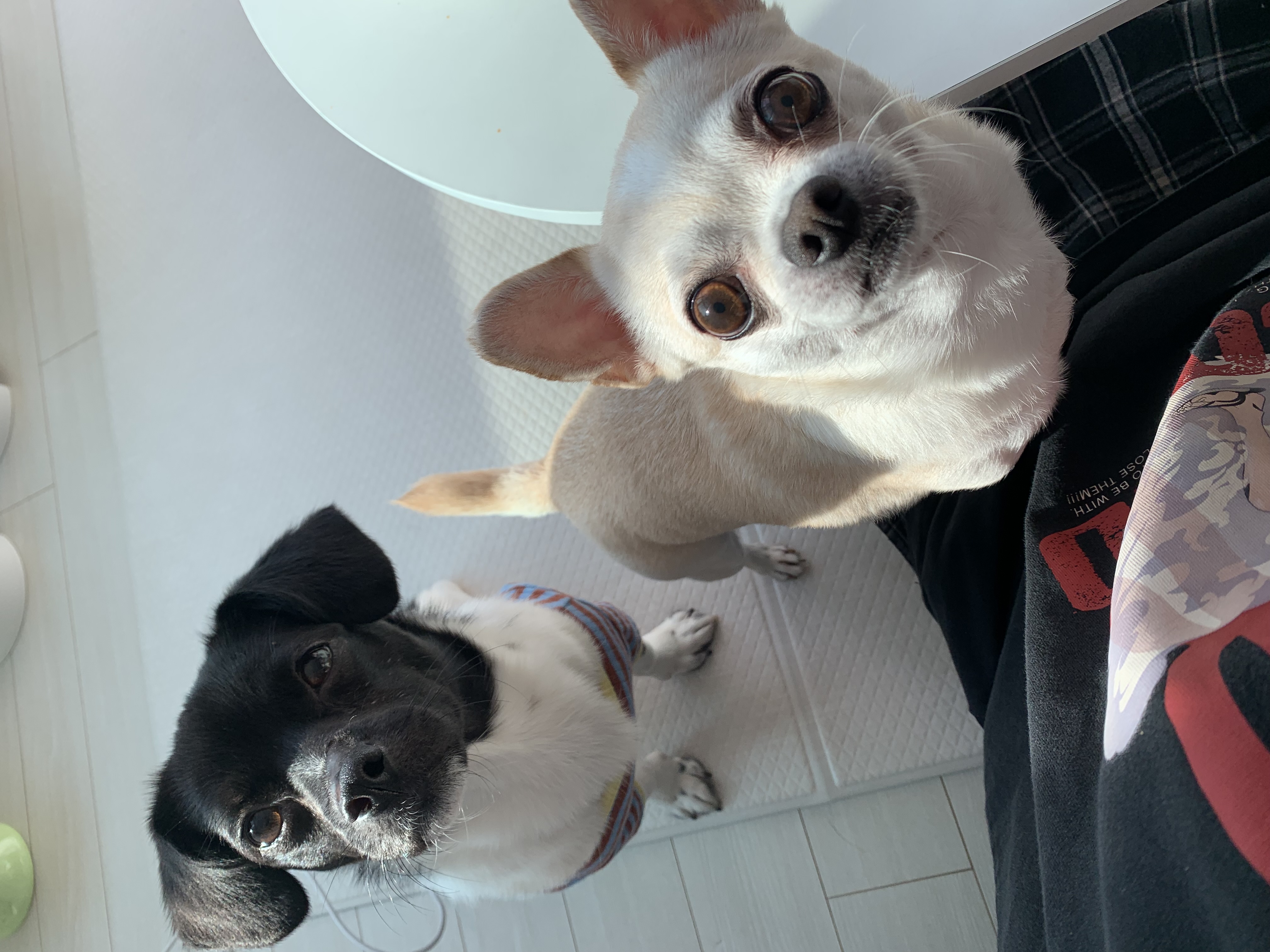 새숨이 입양전제 임시보호 한달차 후기