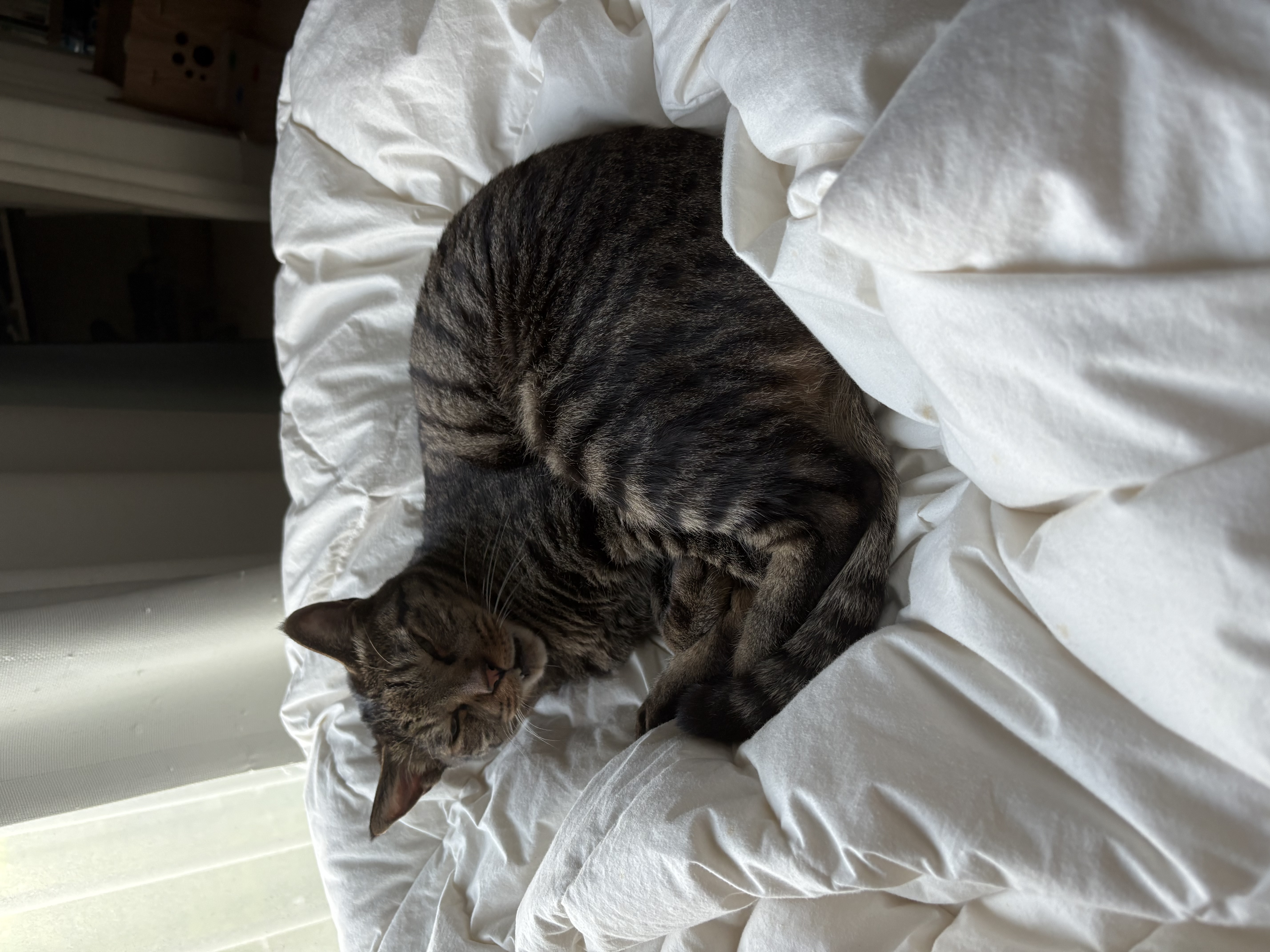 망덕이와 5주년