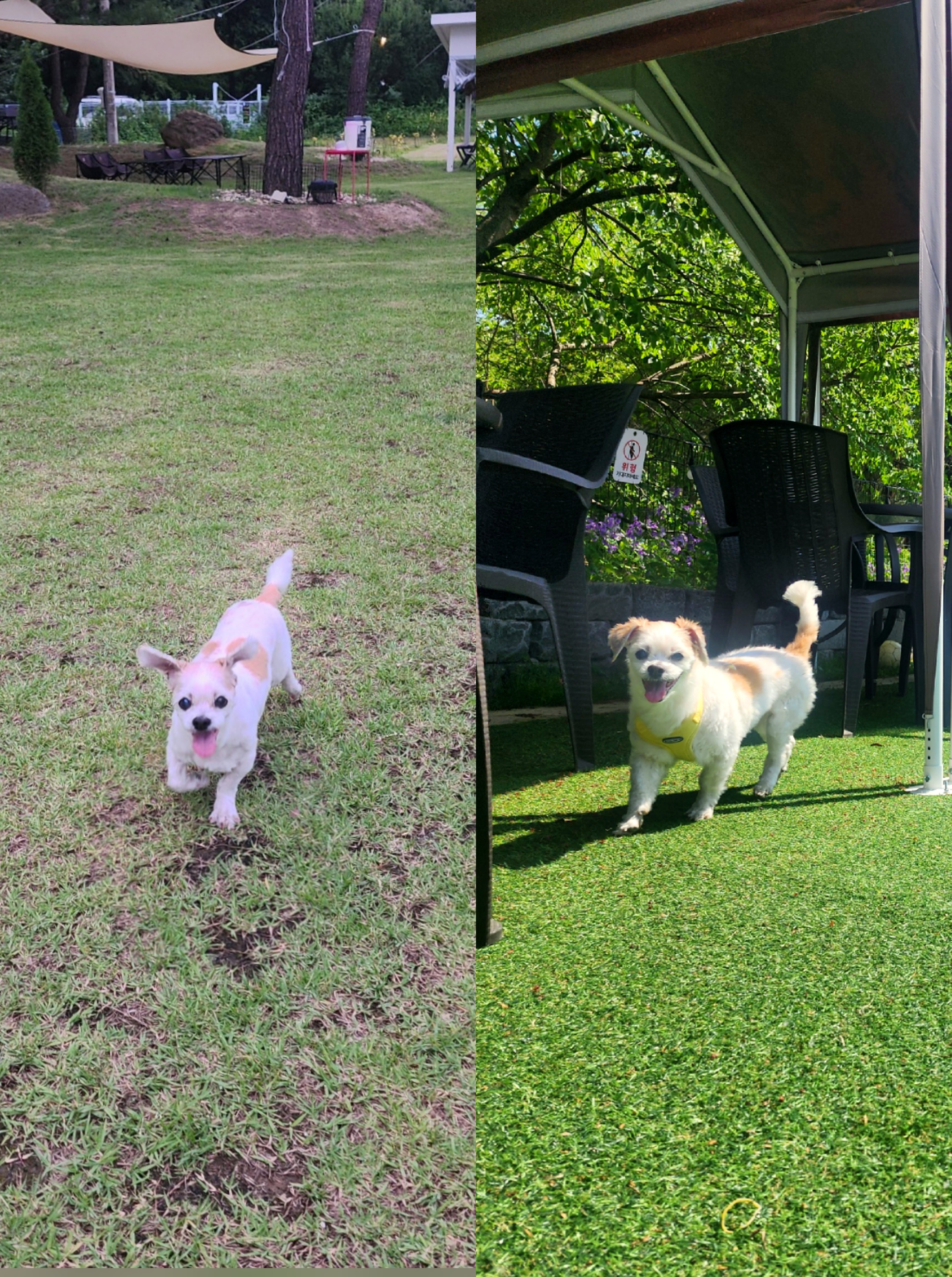 ♡ 애디 입양후기 (前.착한이) ♡