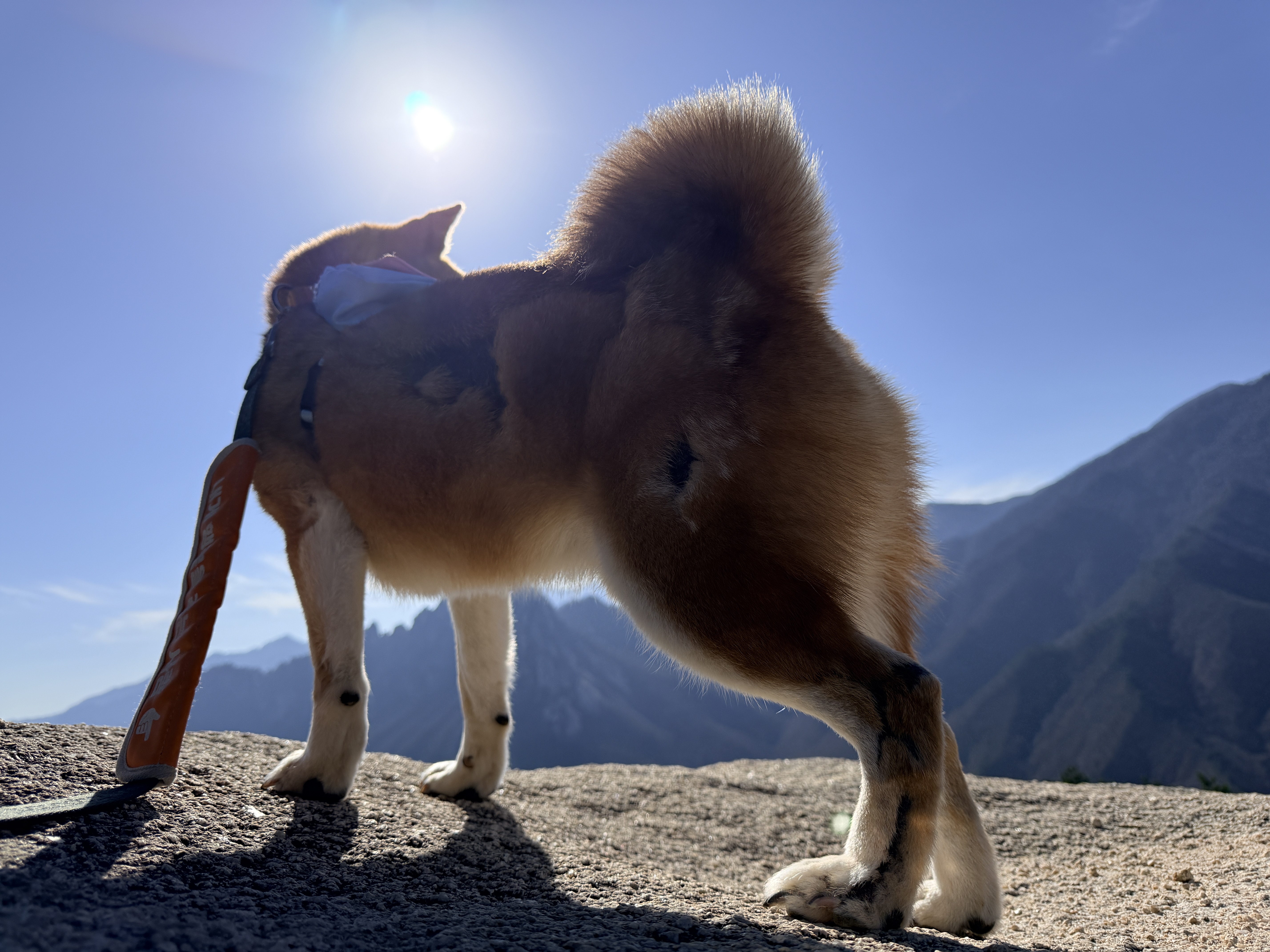 동배(쫑쫑이)와 어느덧 5개월을 함께 했습니다!