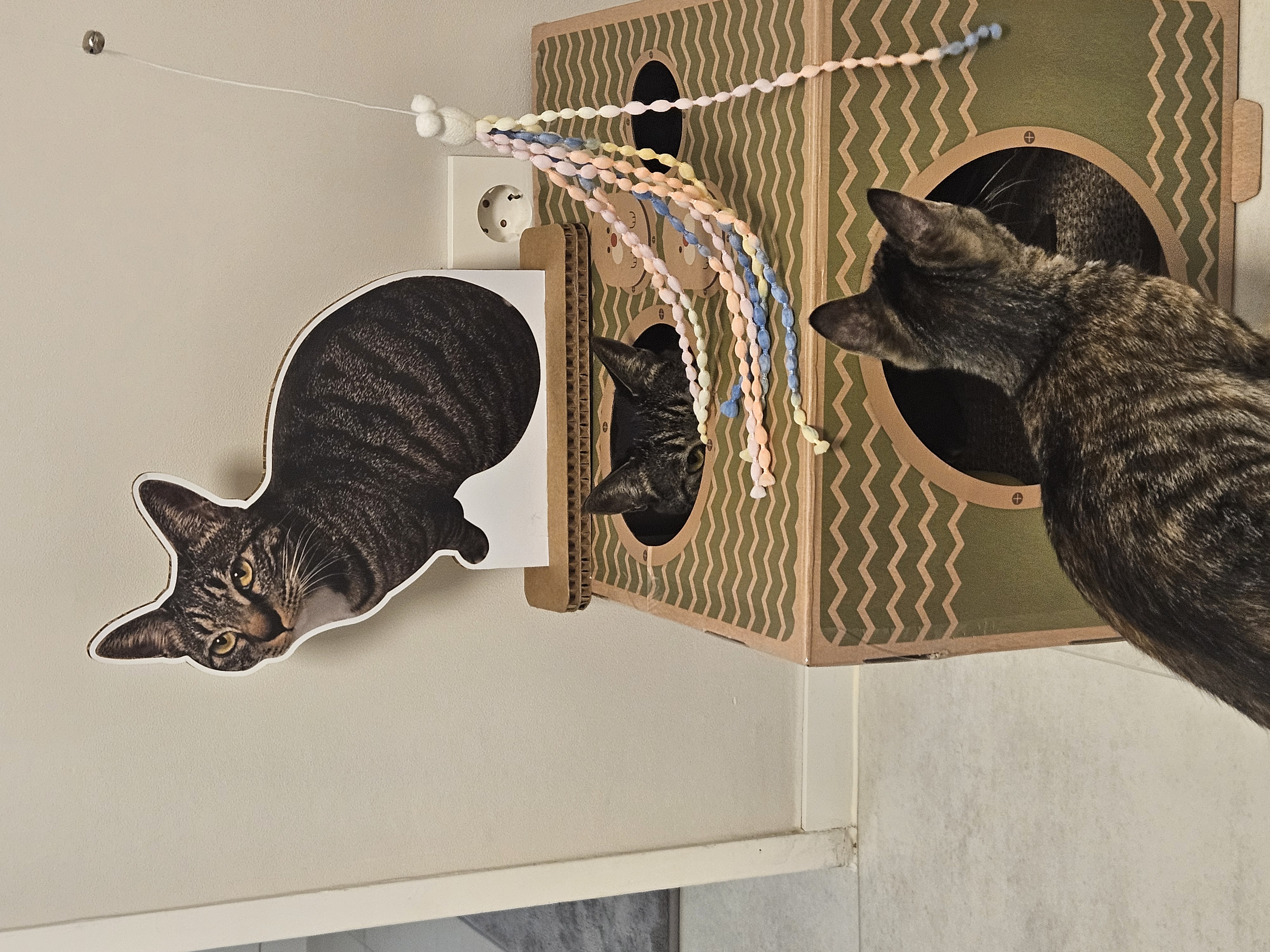 토란이의 3달 적응기