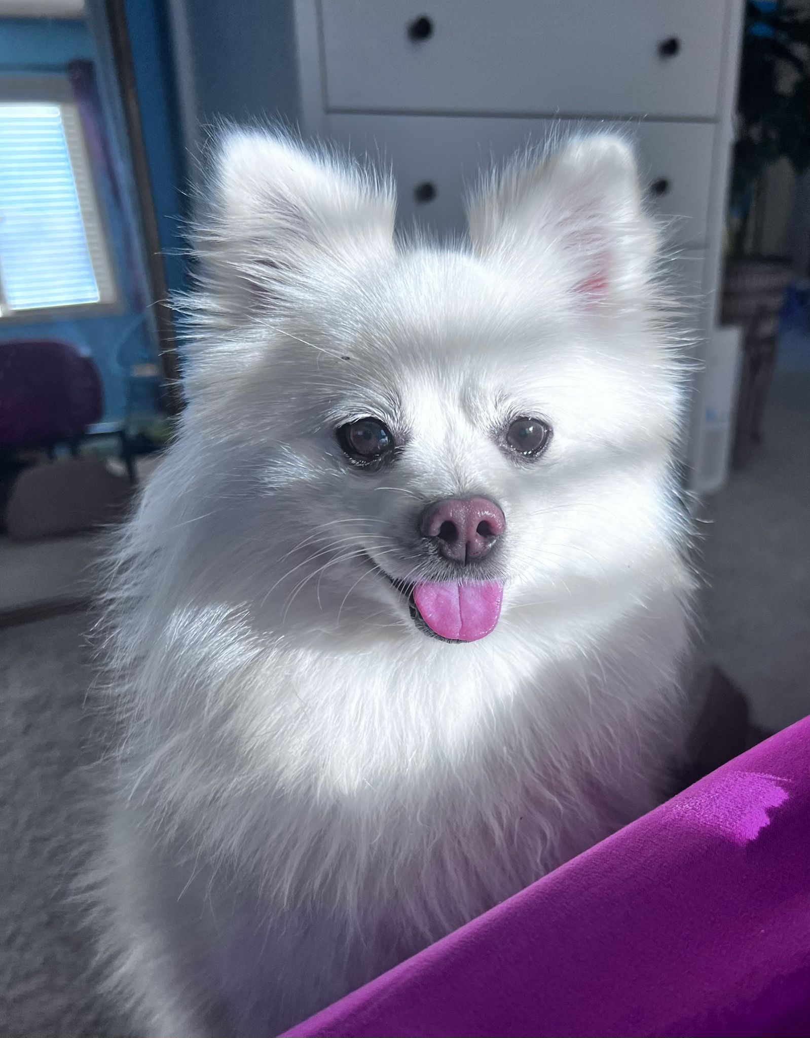 [해외입양] 캐나다 밴쿠버에서 전해온 '리야' 소식💌