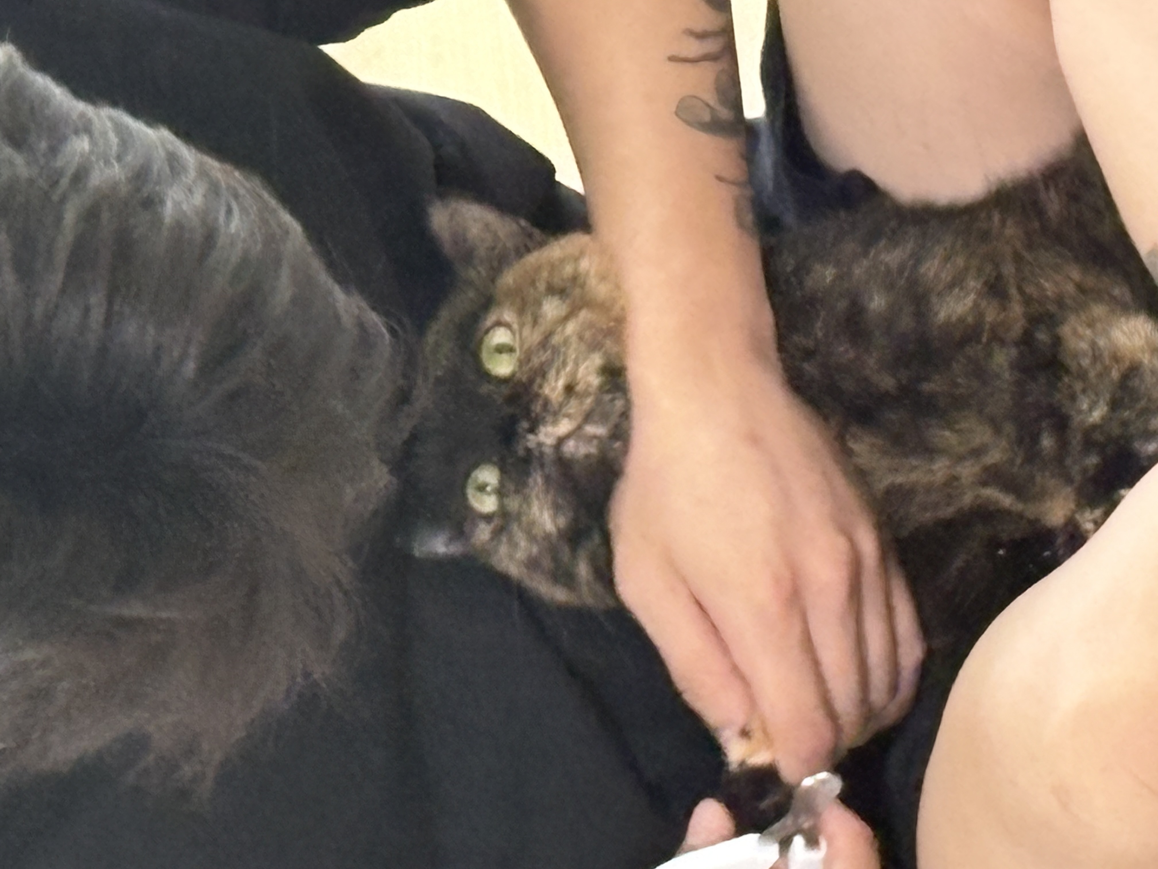 우리 소롱이 3개월 근황 토크토크