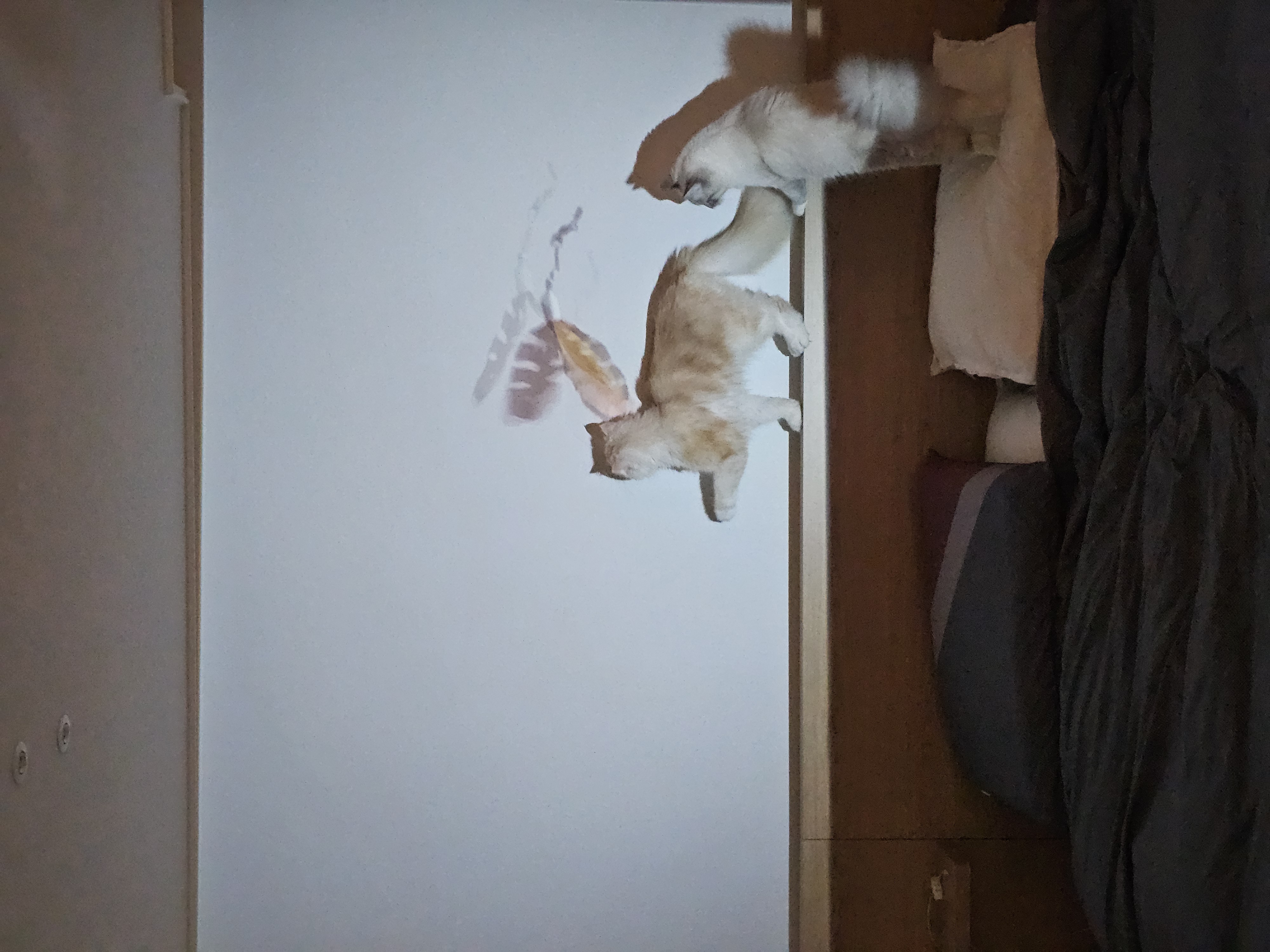 묘생 8개월차 백설기(구 동일) 