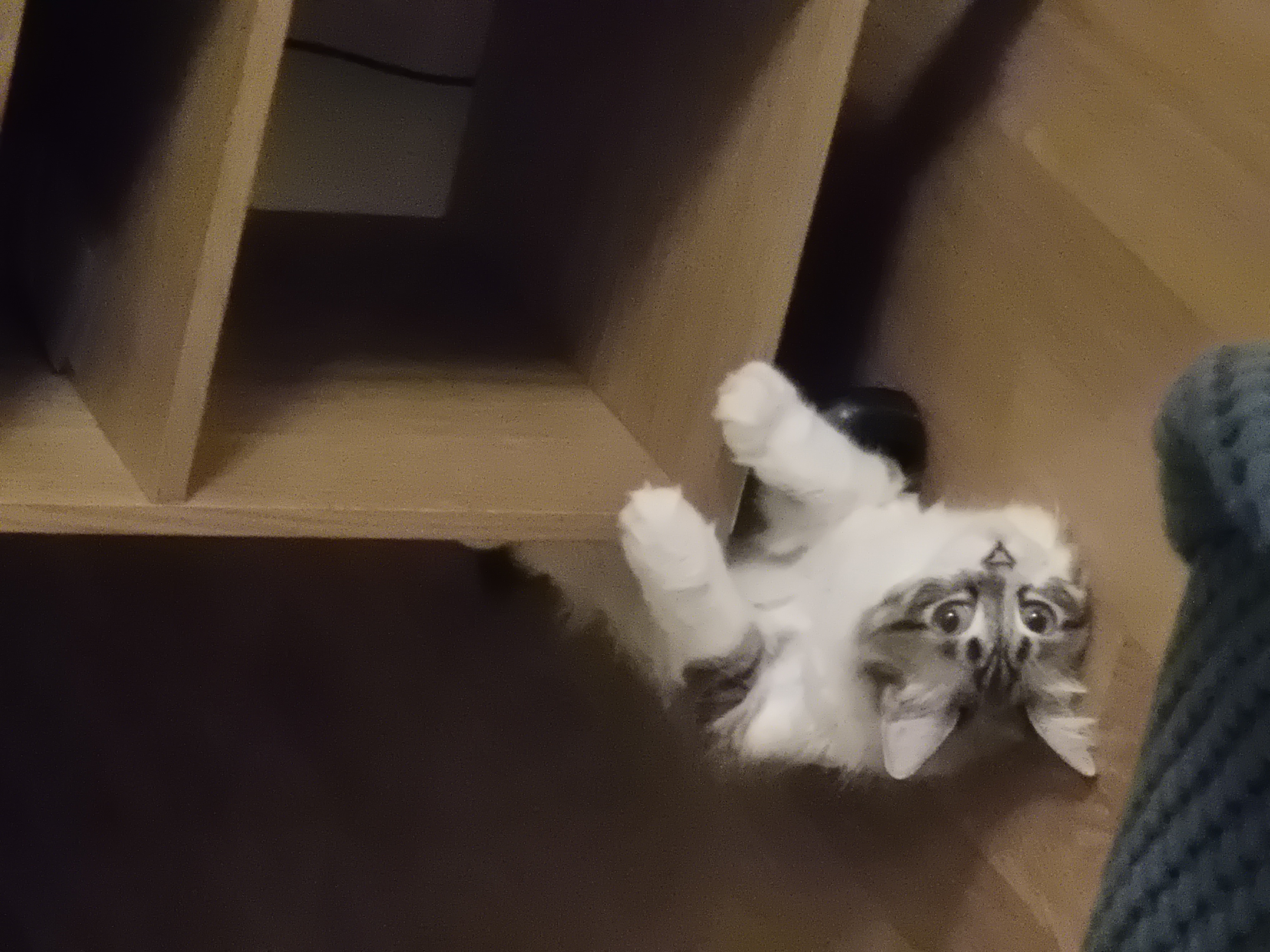 루나 (메리다) 조금 늦은 한달