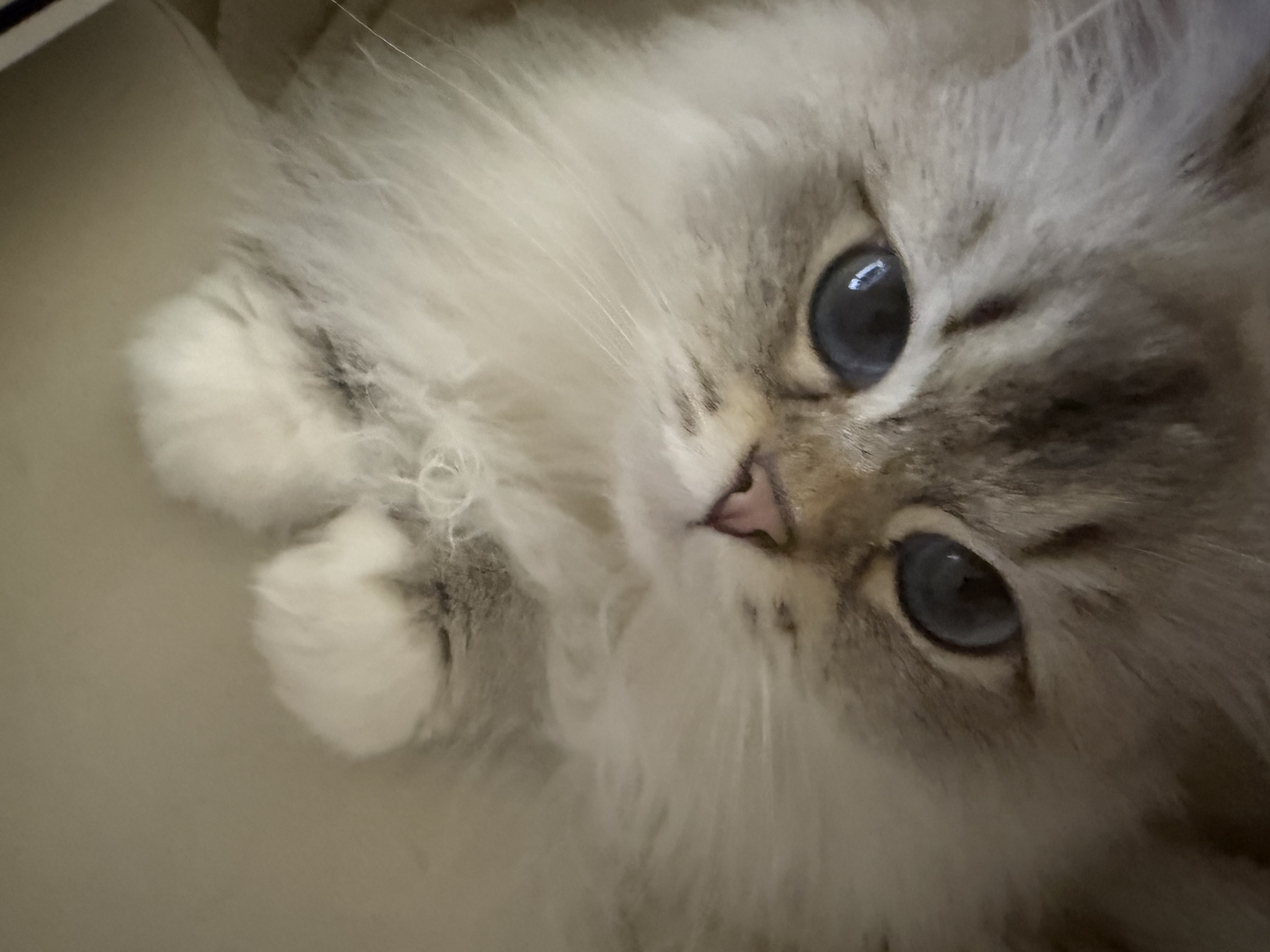 피치(전 마온) 6개월차 입양 후기