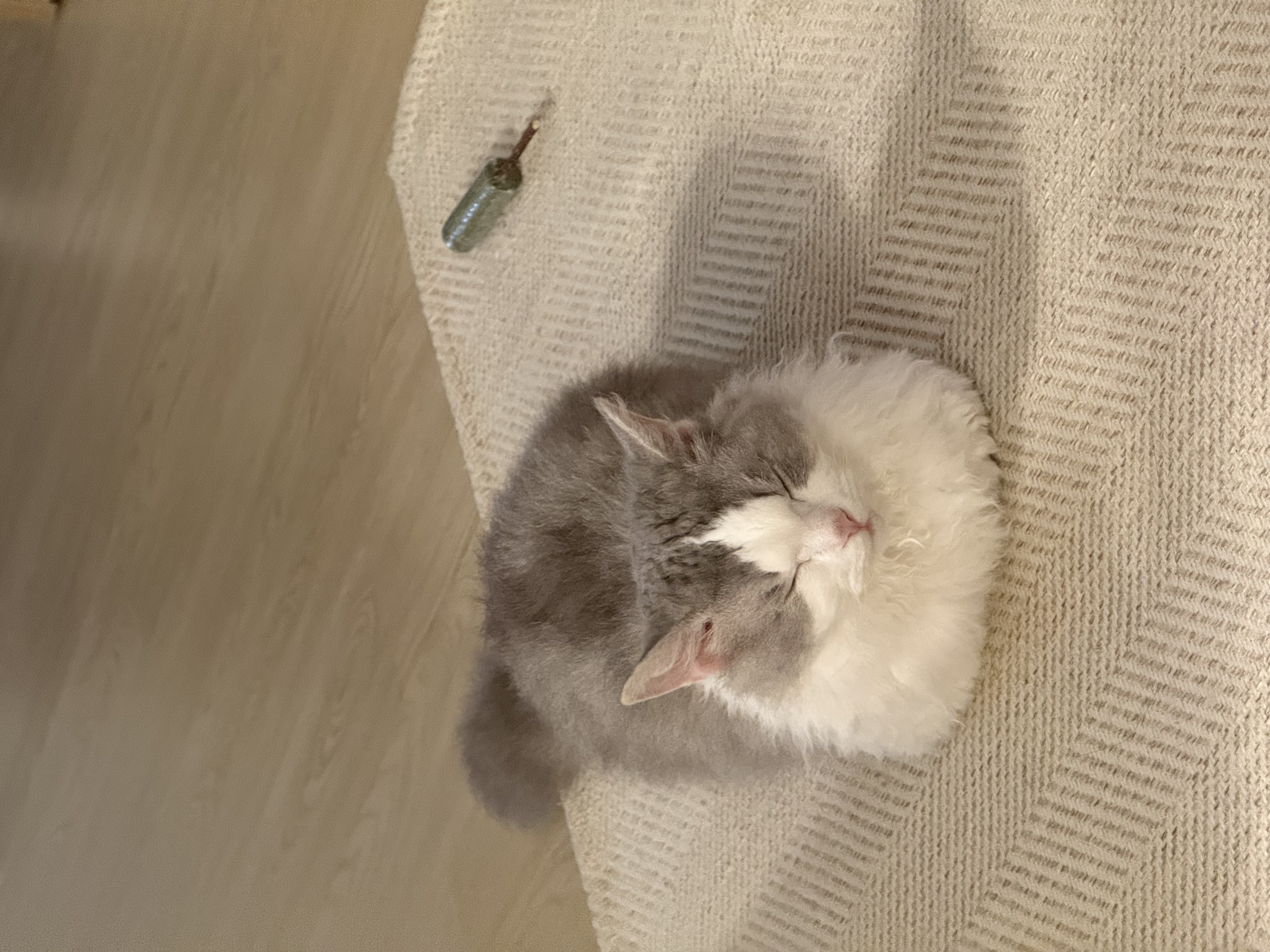 천사냥 단비(울산번식장 구조묘 몽땅이)와 6개월차 동거 후기