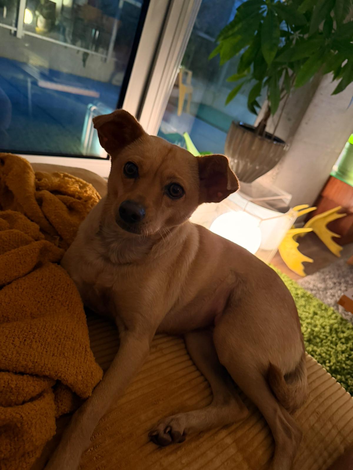 [해외입양] 캐나다 밴쿠버에서 전해온 '예스터' 소식💌