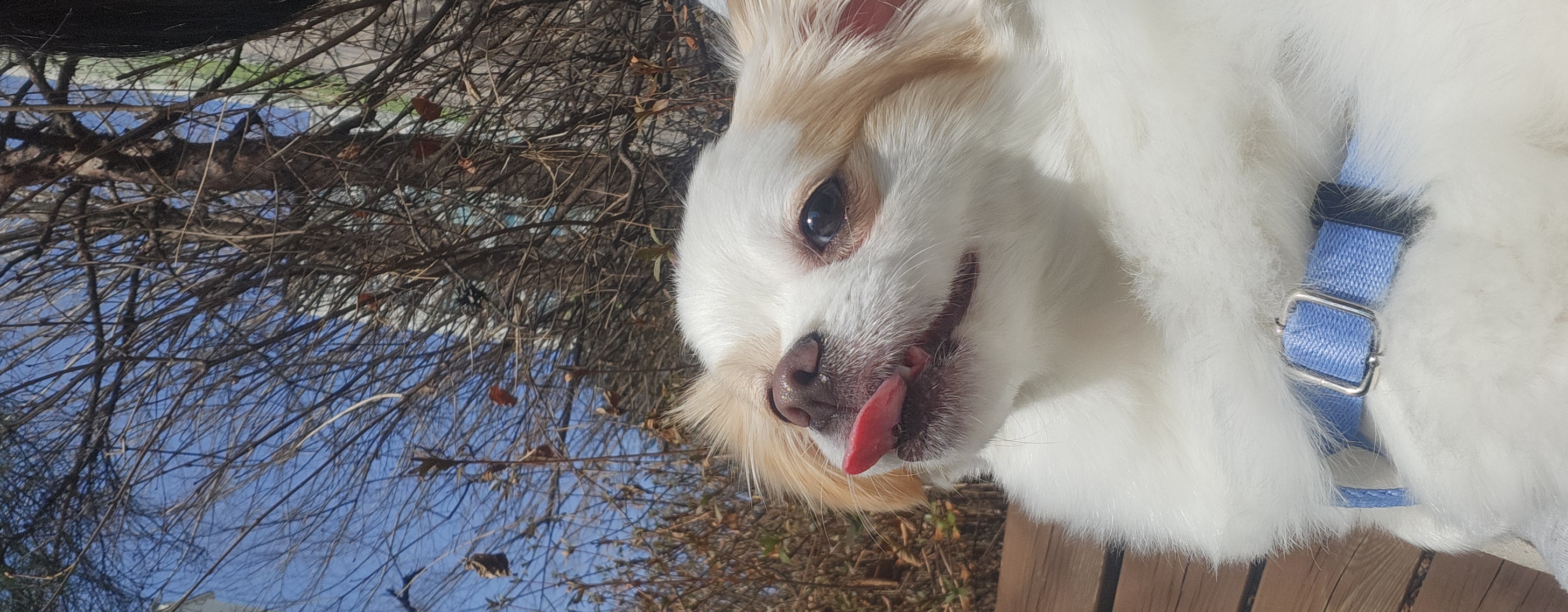 (입양전)투투.(입양후)쭌이