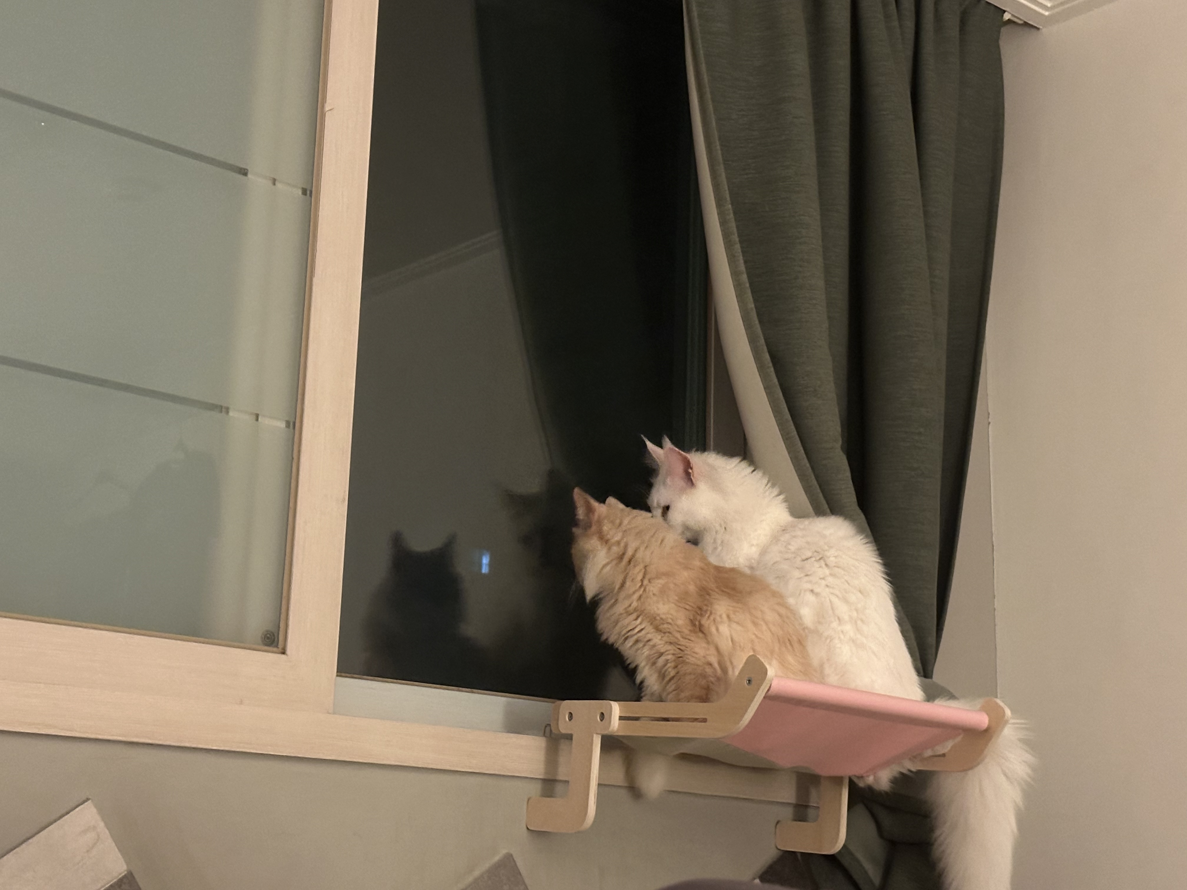 쟈냐깨냐(이순이 모이) 근황