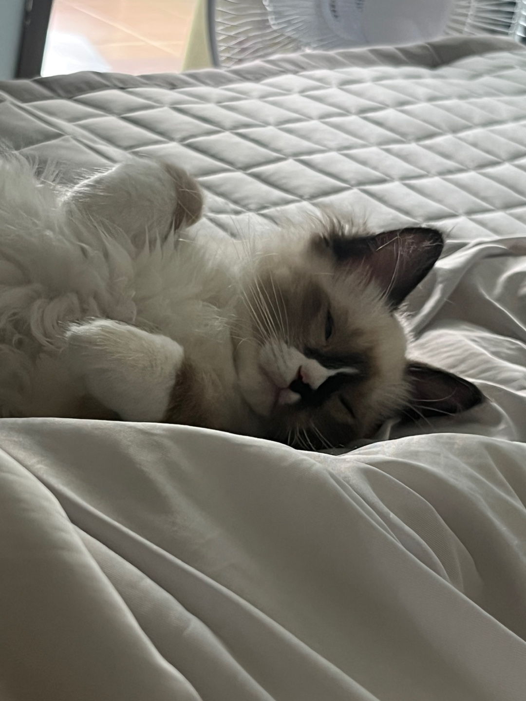 울산구조묘) 산호가 된 동삼이