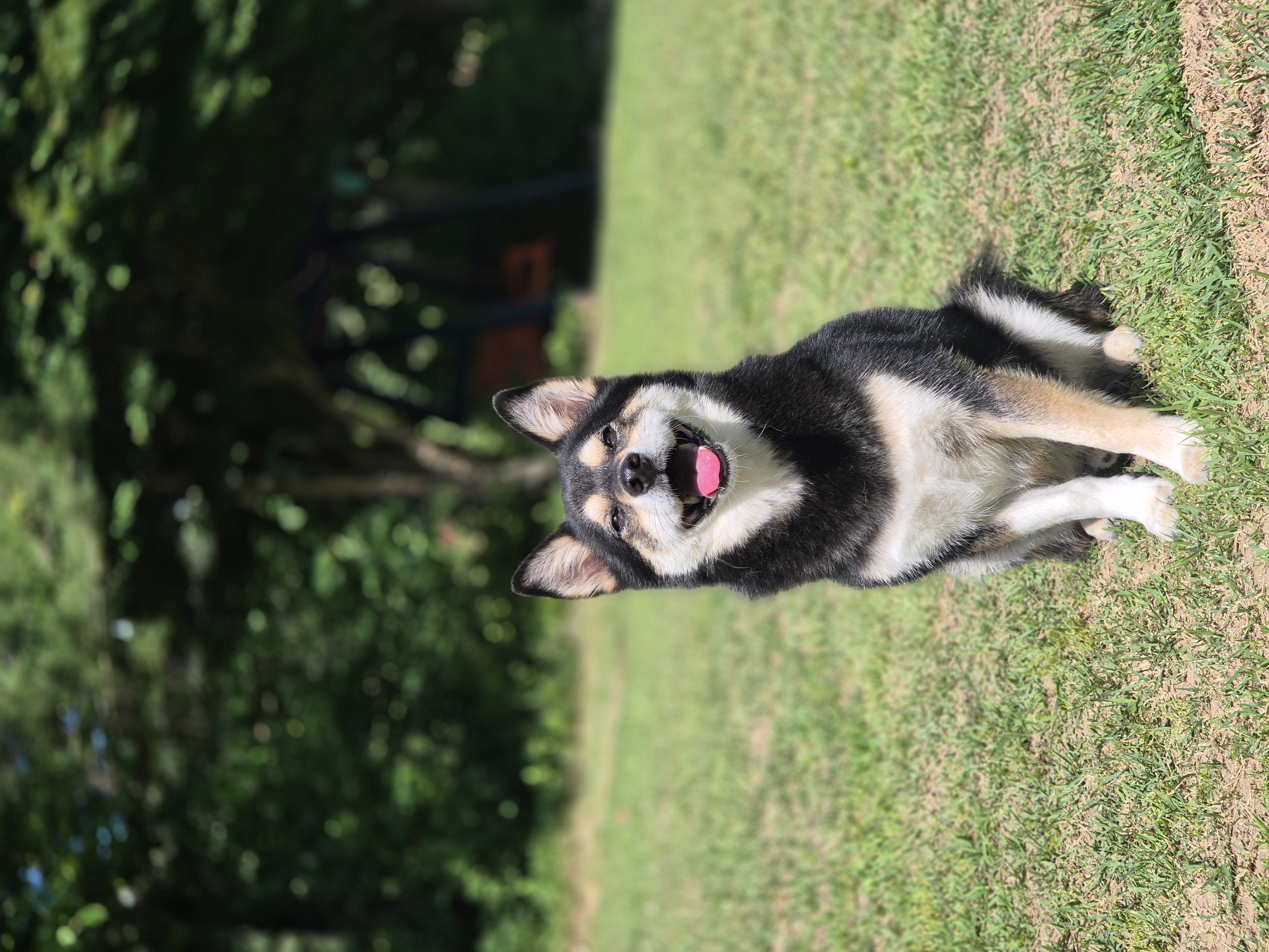 후추(우주) 입양 5년 후기