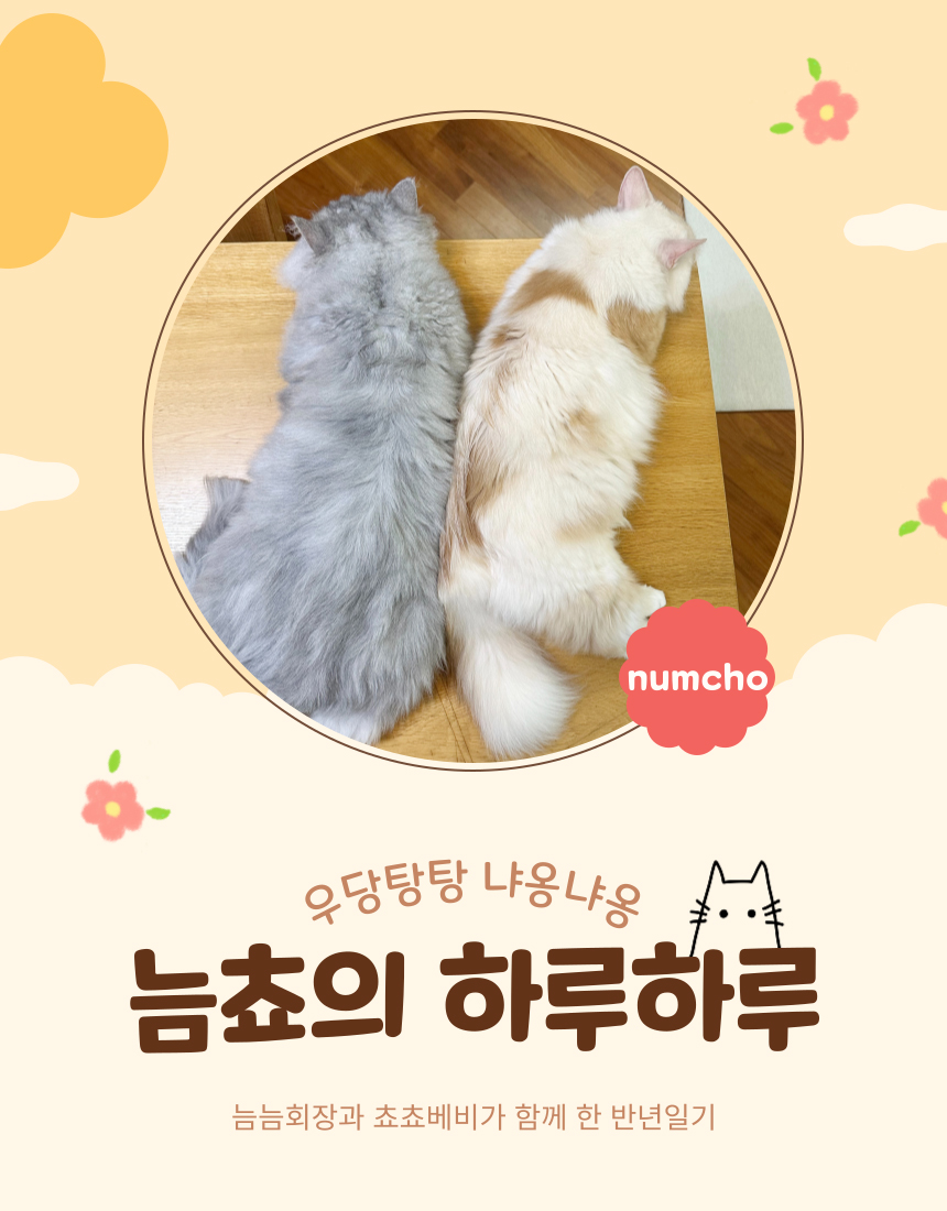늠늠회장과 쵸쵸베비의 반년~