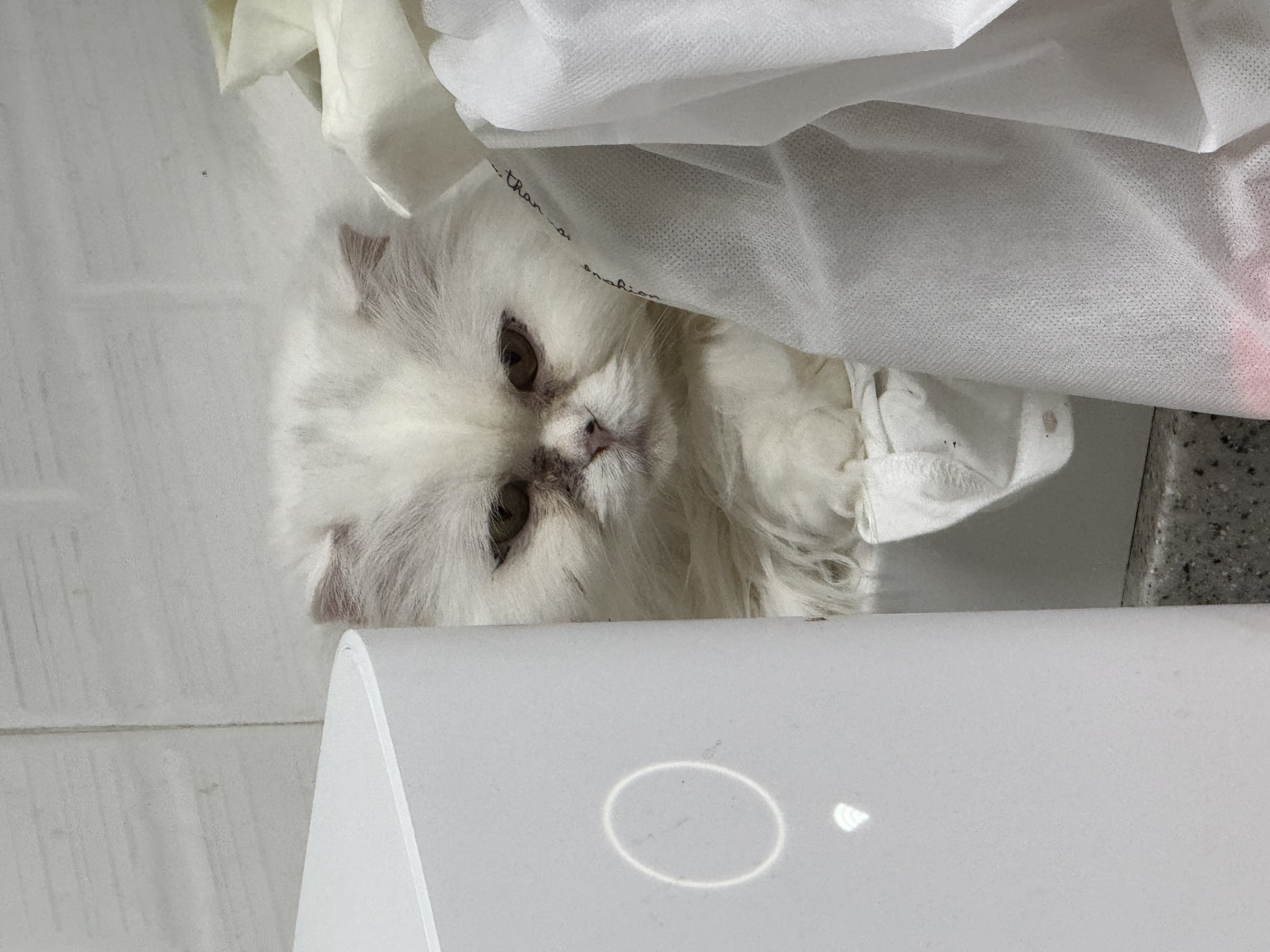 [일순이] 1년 입양 후기