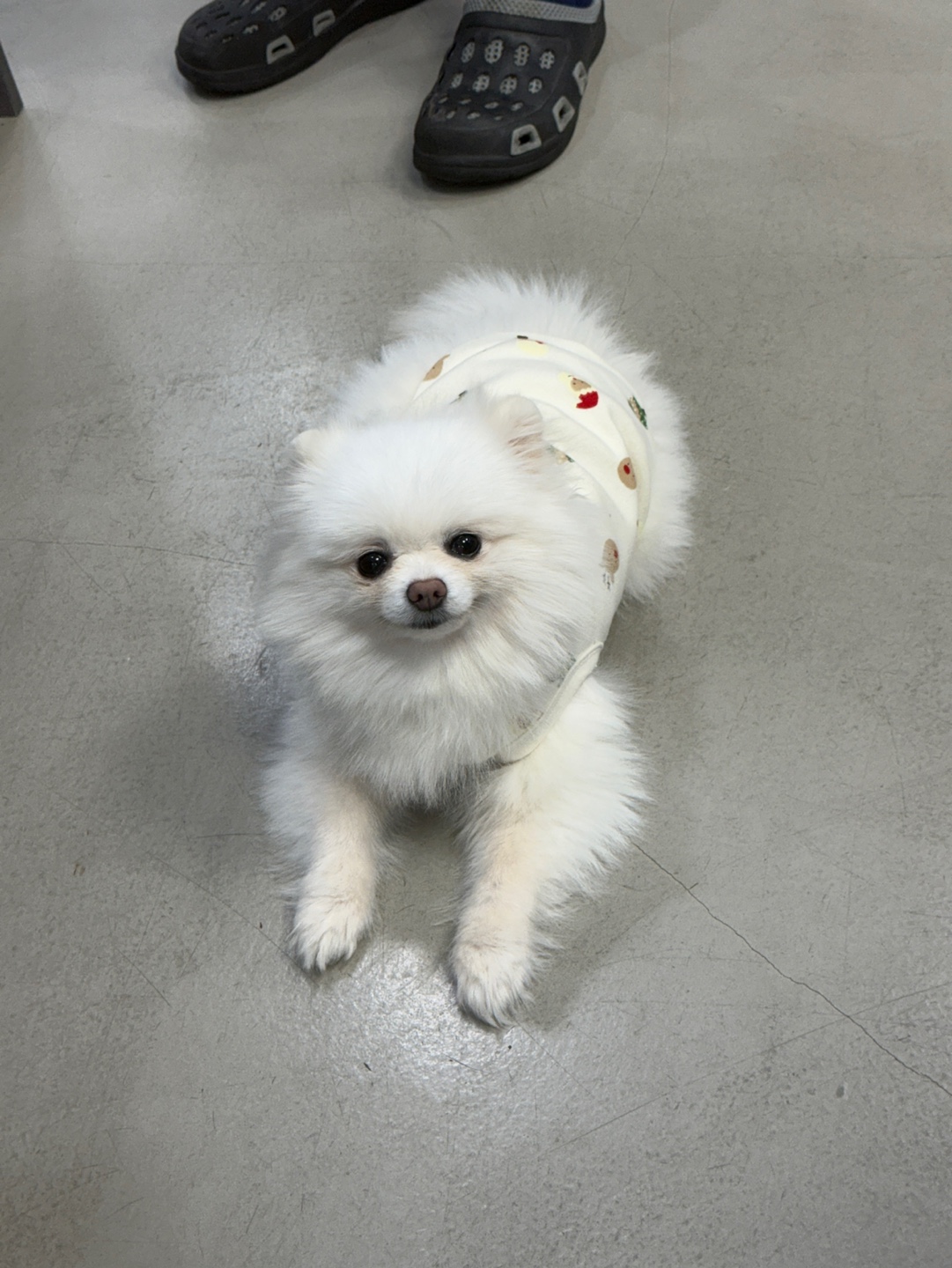 나루(빙봉) 3개월차 입양 후기