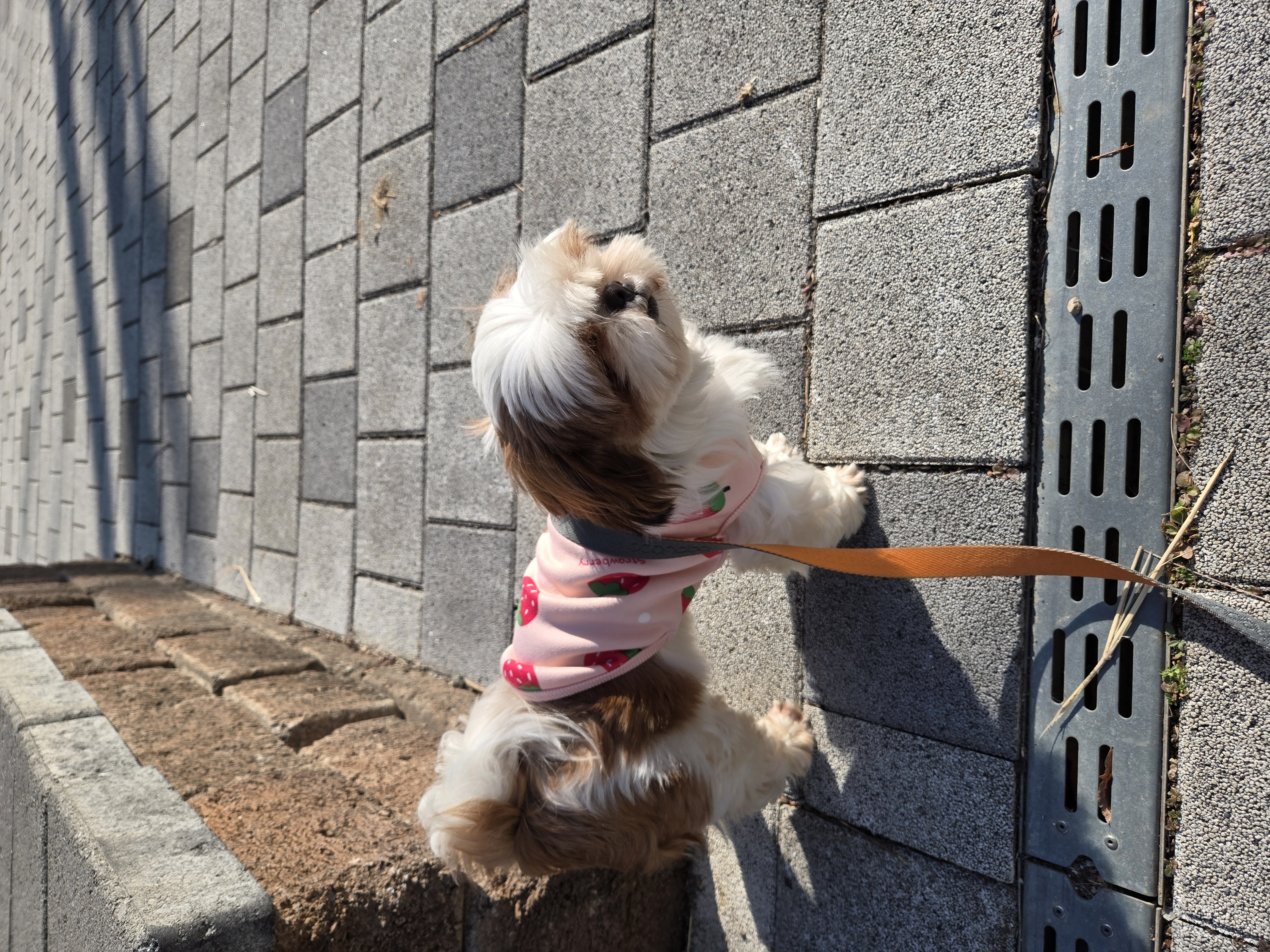 토리와 함께한 한달후기