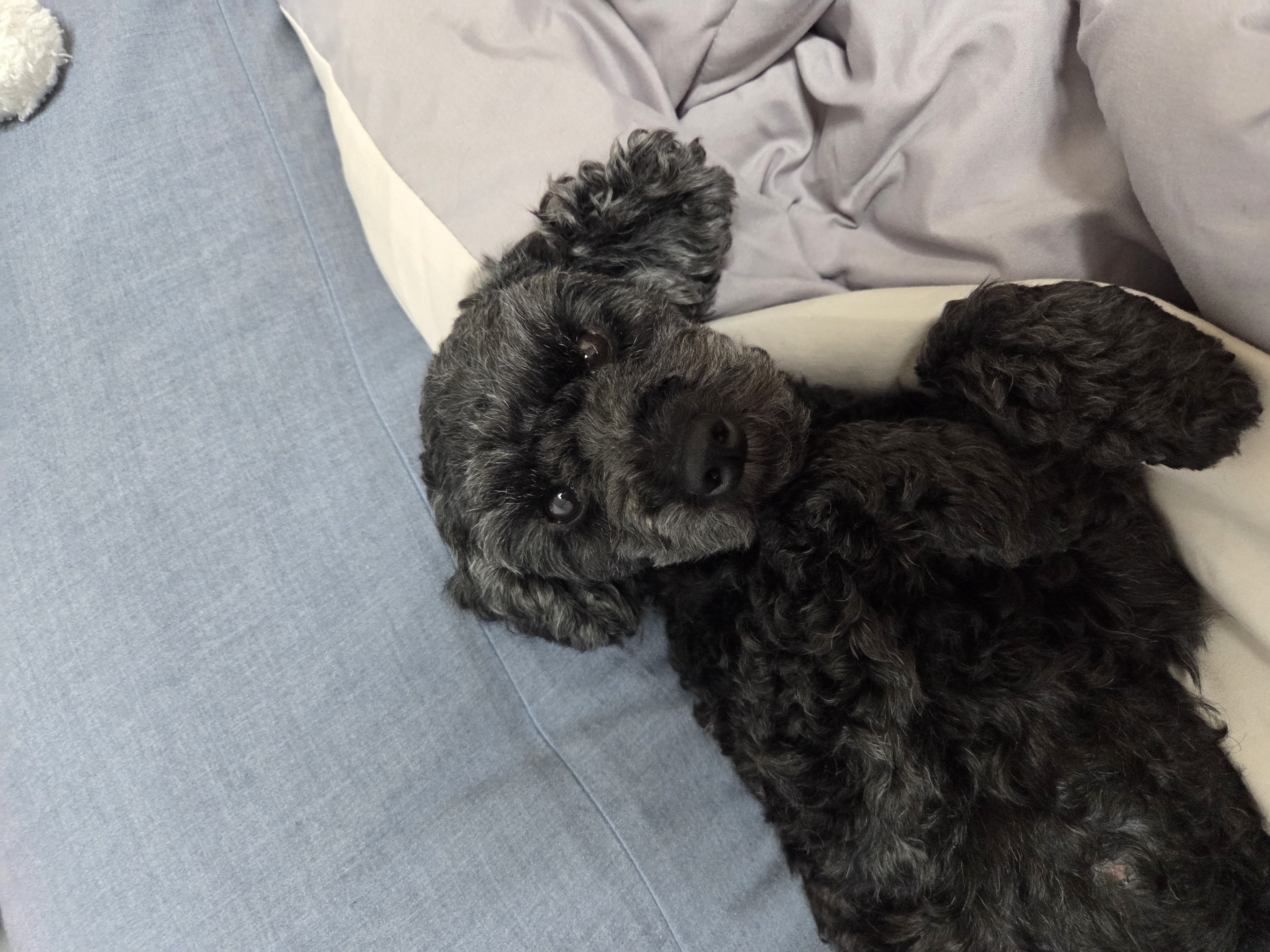 콩이(달튼) 입양 한 달 차