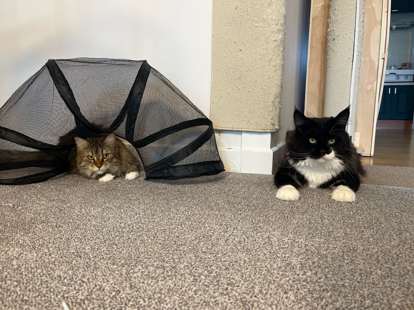 산이(인쿤이)와의 1년